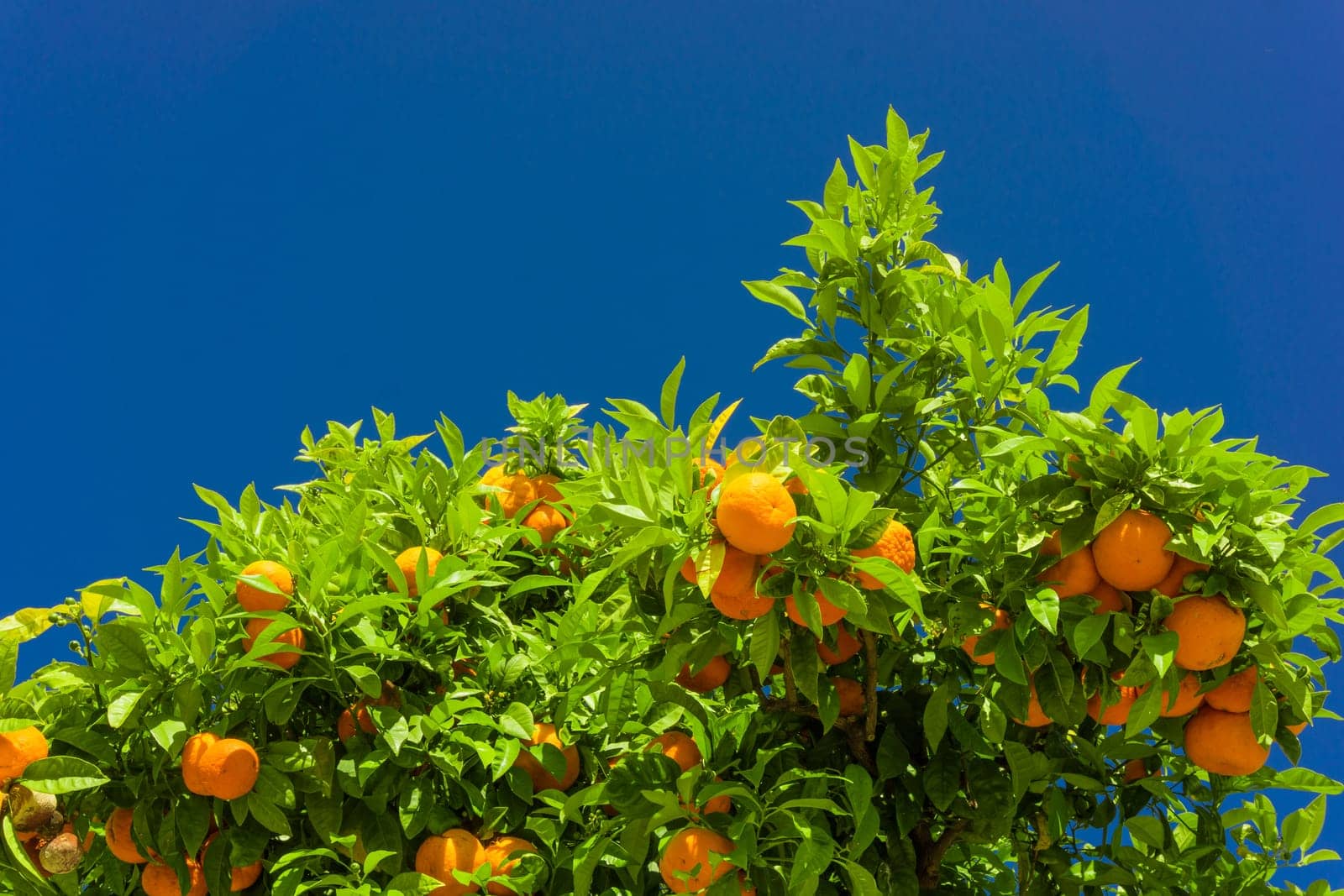 Orange tree. oranges hanging on branch, orange orchard