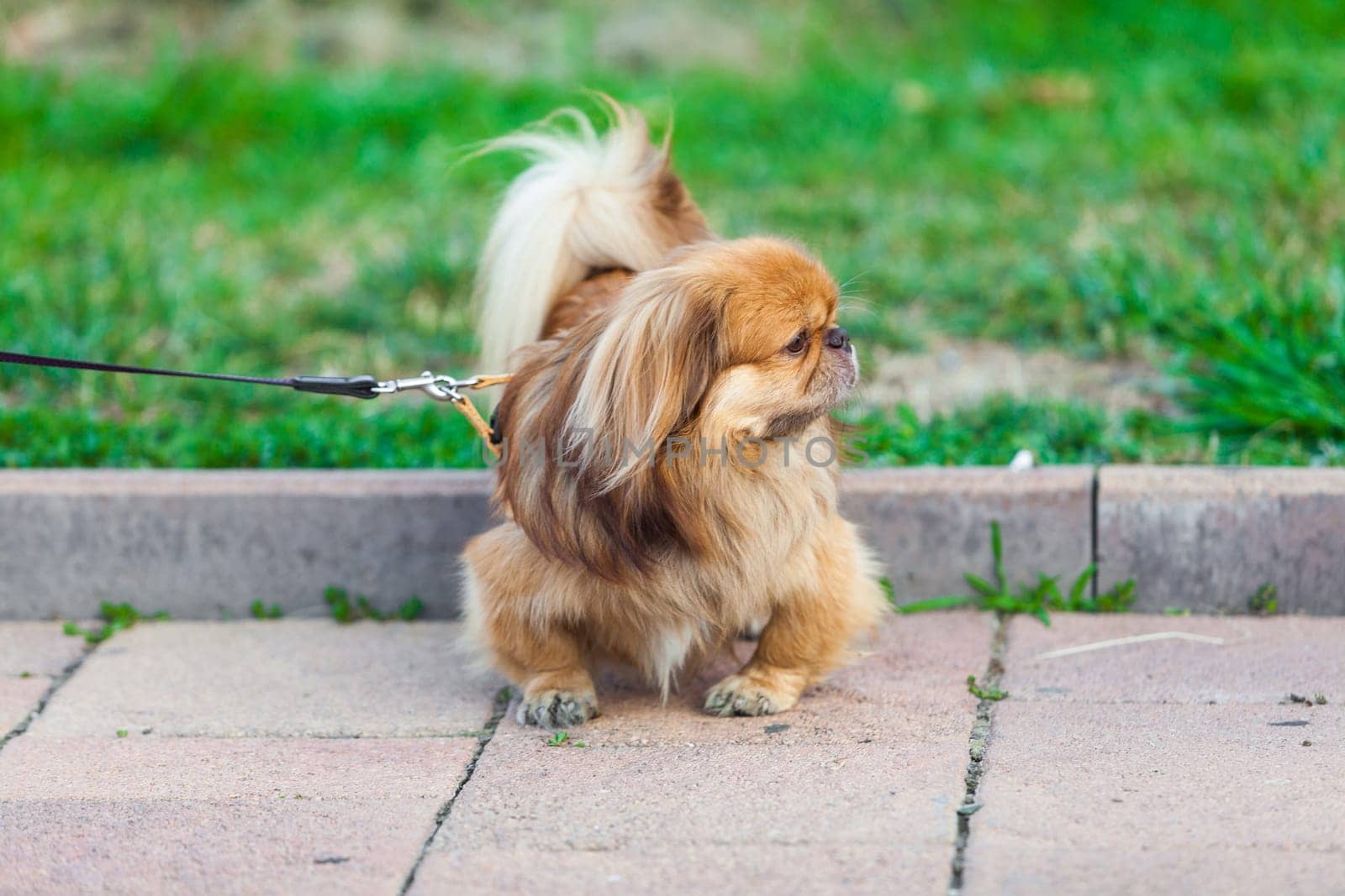 beautiful pekingese on grass