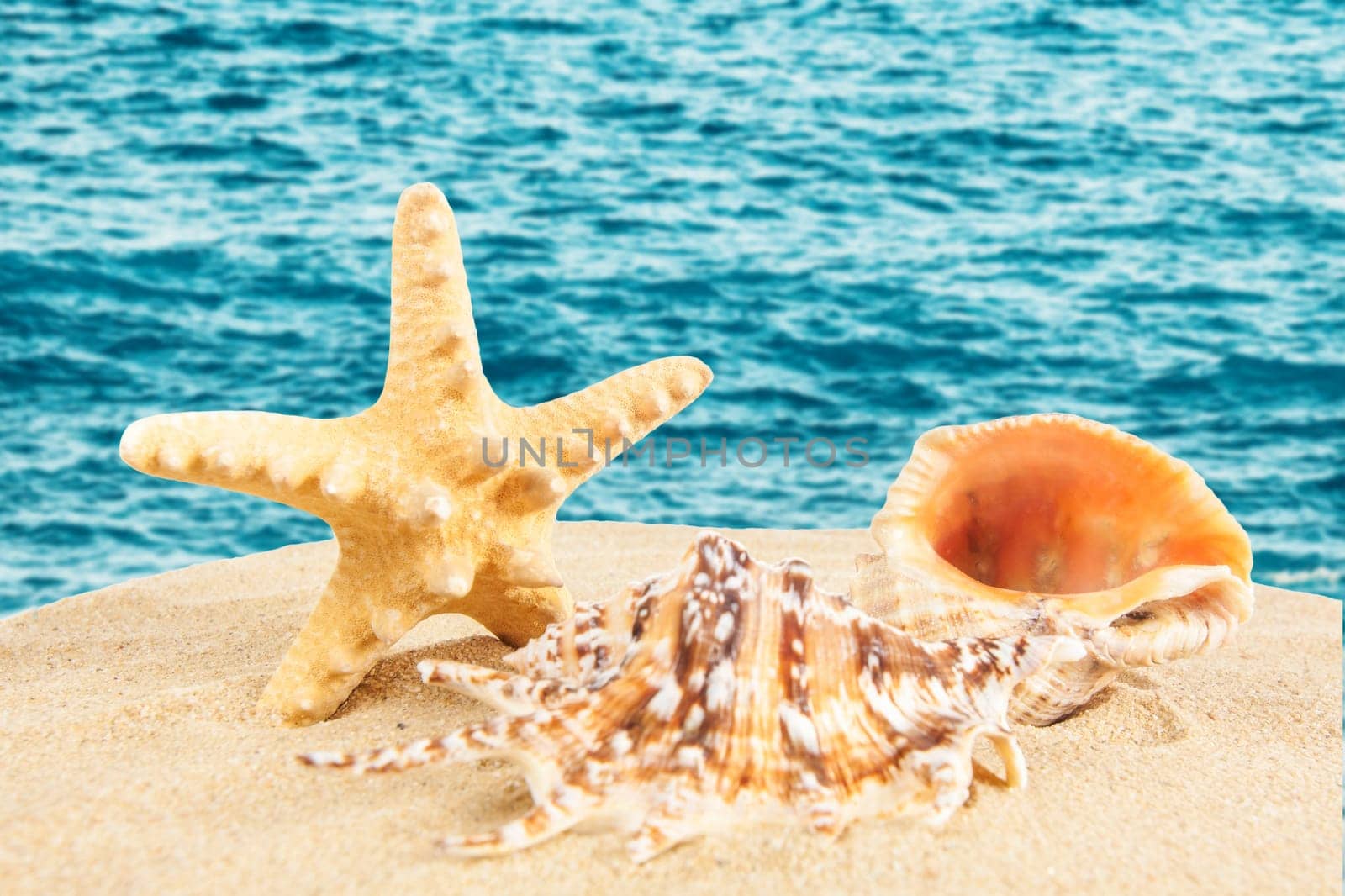 Shell on the beach