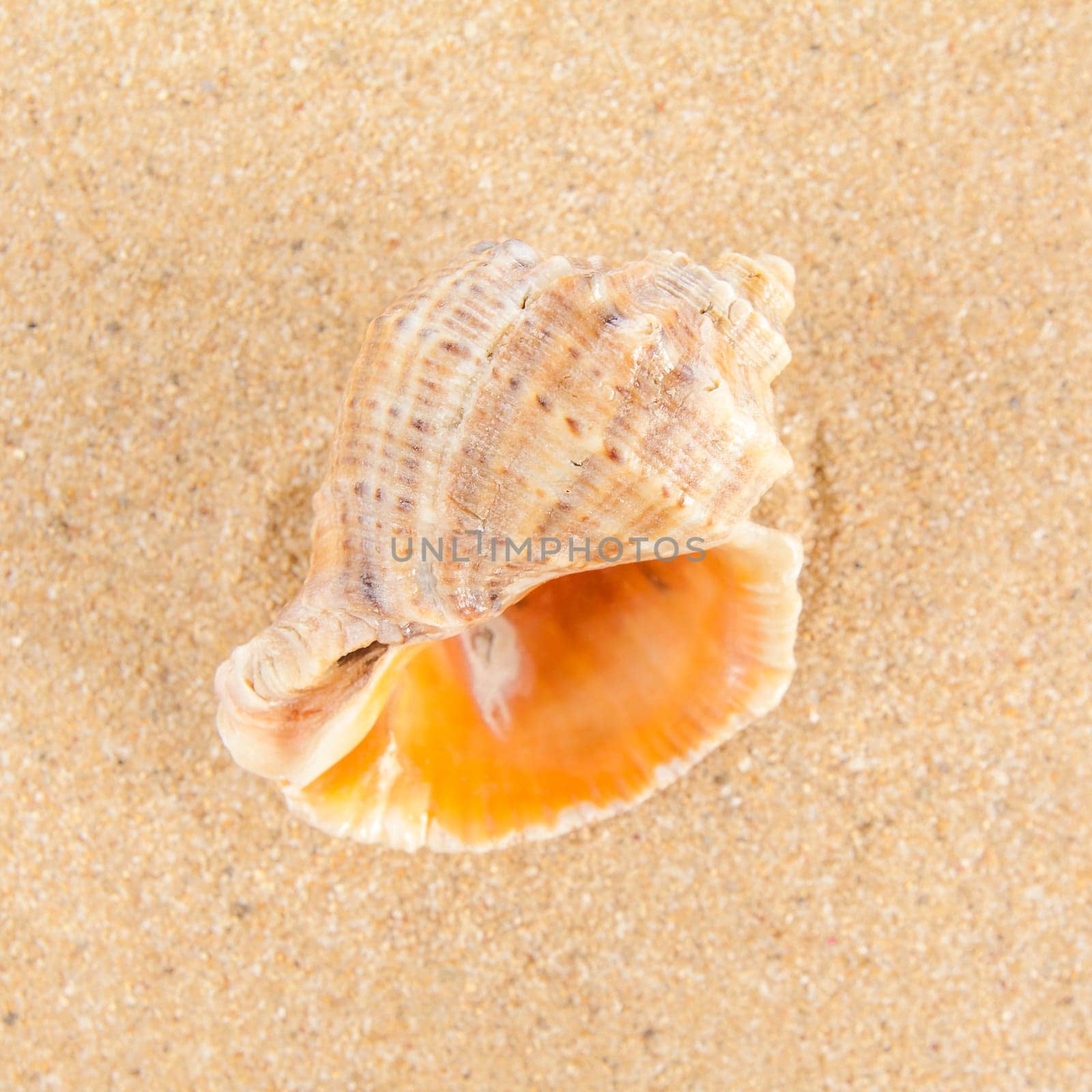 Shell on the beach