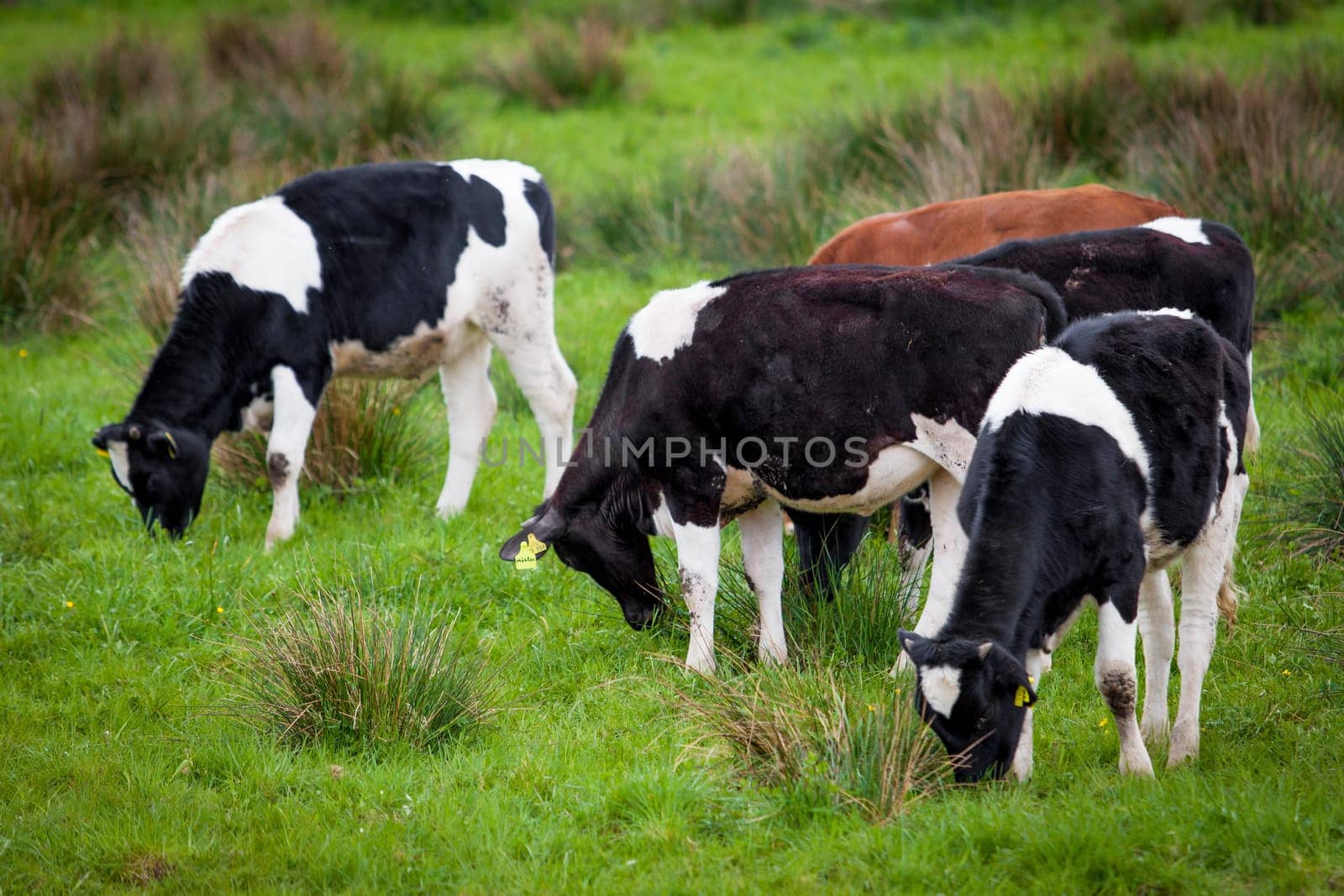 Herd of cows. Cows on a green field. Cows on the field