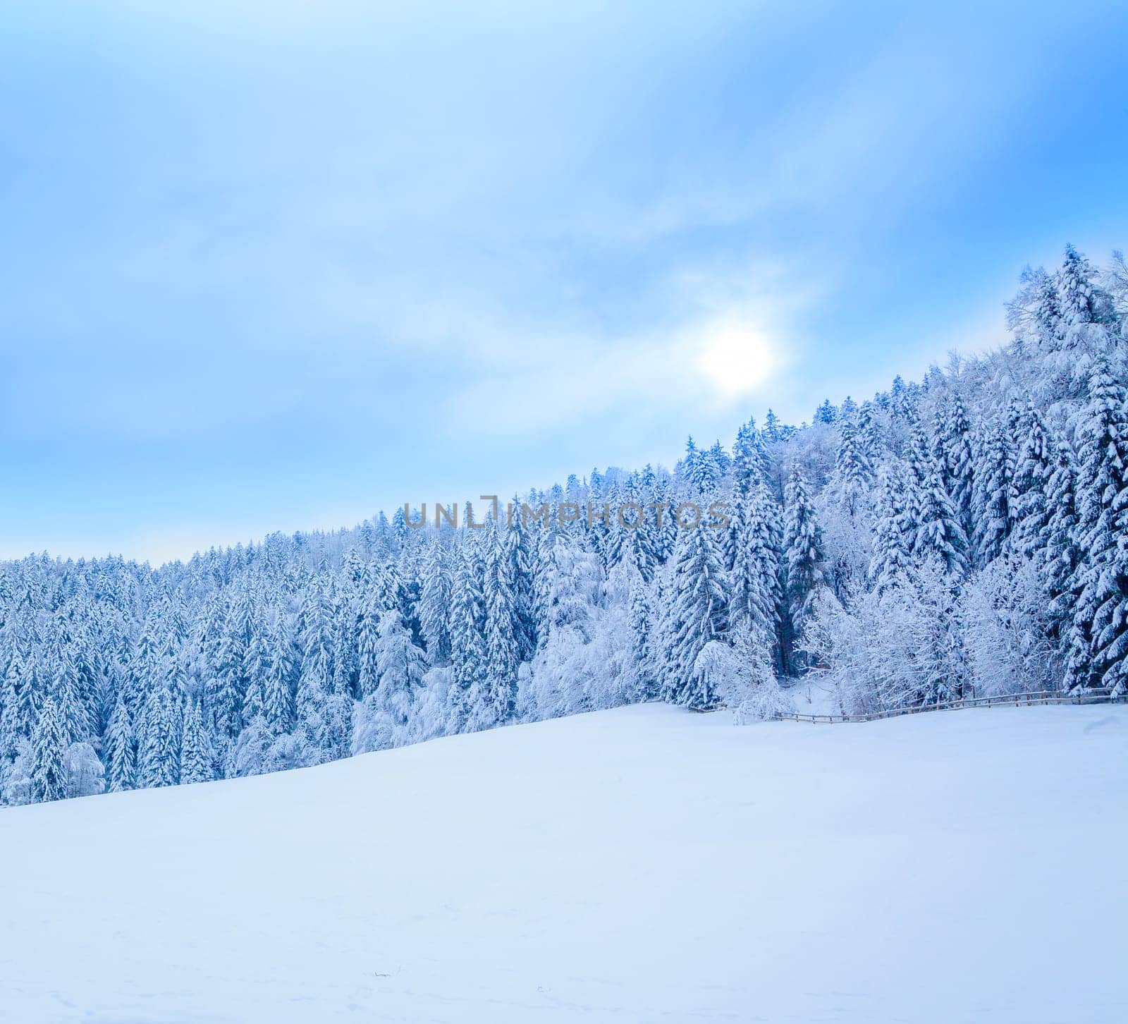 winter snow covered tree . Winter beautiful landscape. winter background