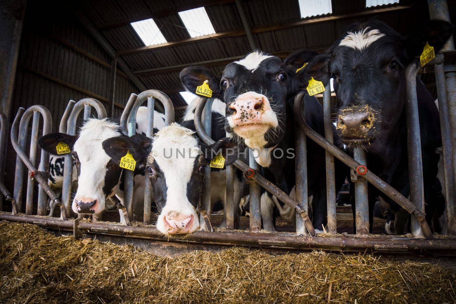 cows in a farm.  Dairy cows .