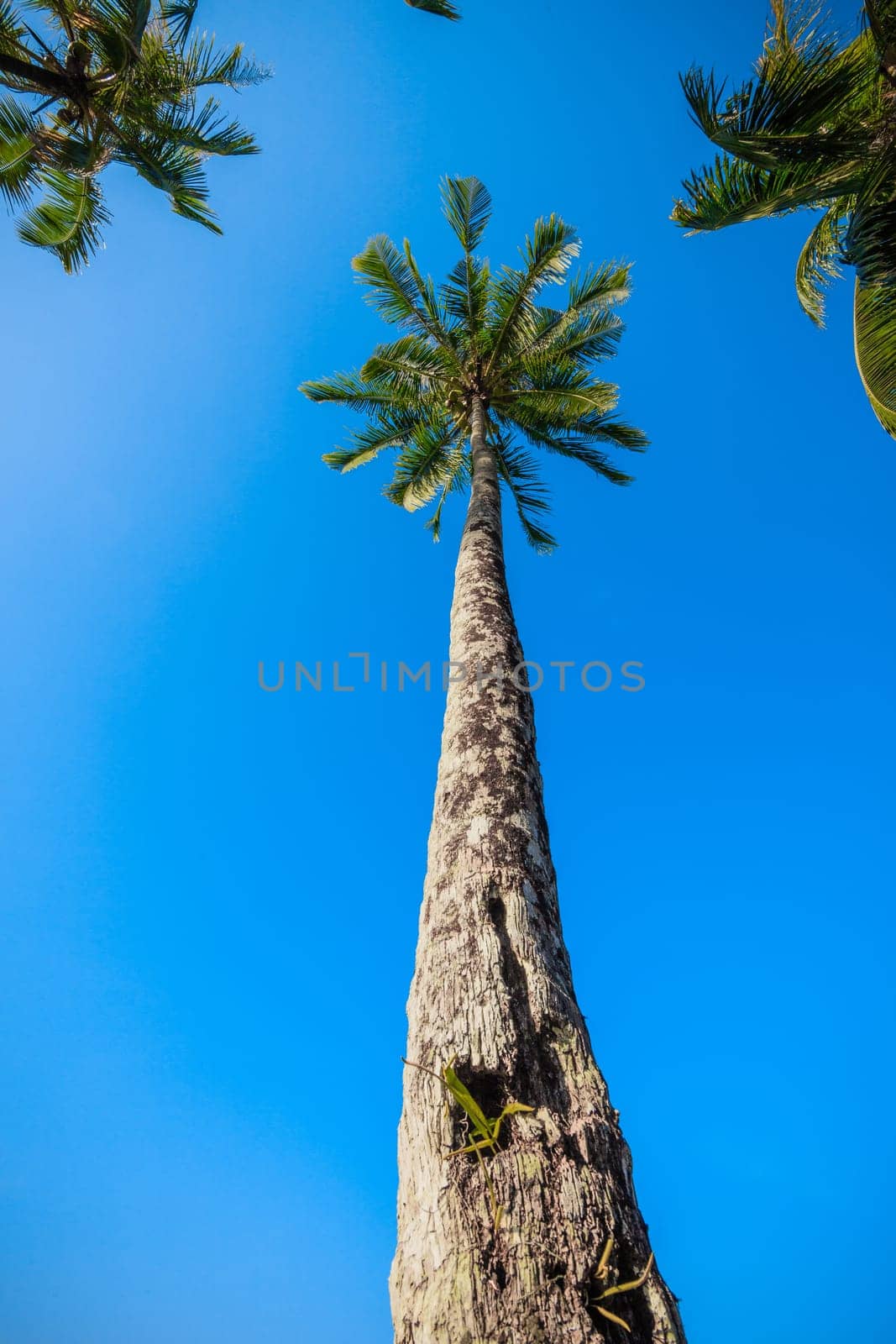 nice palm trees in the blue  sky.  Coconut palm trees.  palm tree perspective view from floor high up