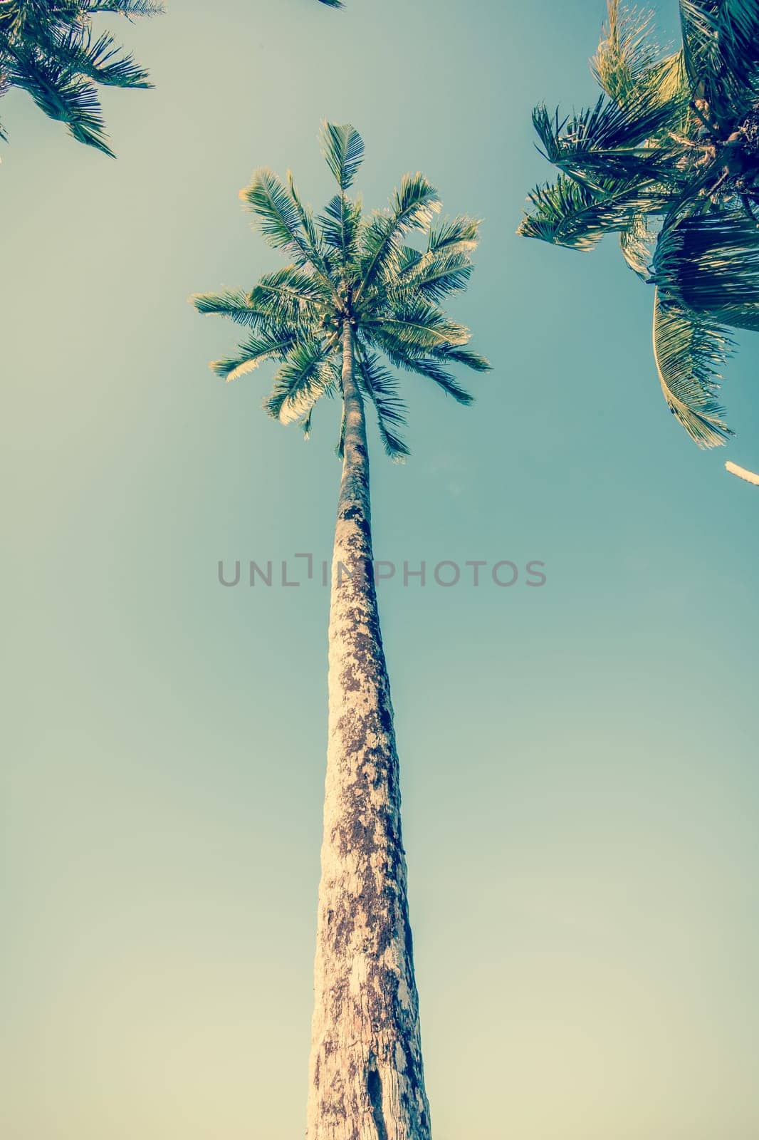 Vintge Palm Trees. palm trees in vintage style. Palm trees  vintage toned