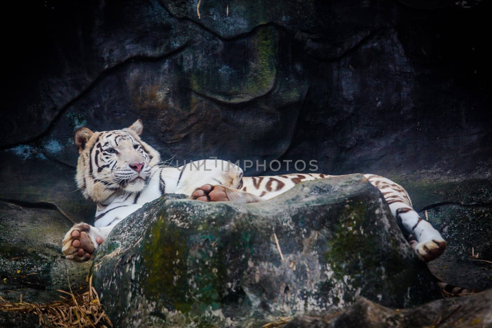 White tiger. Tiger On a Rock