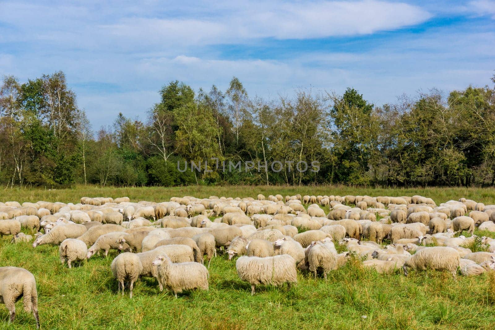 Flock of sheep grazing.  sheep in meadow.
