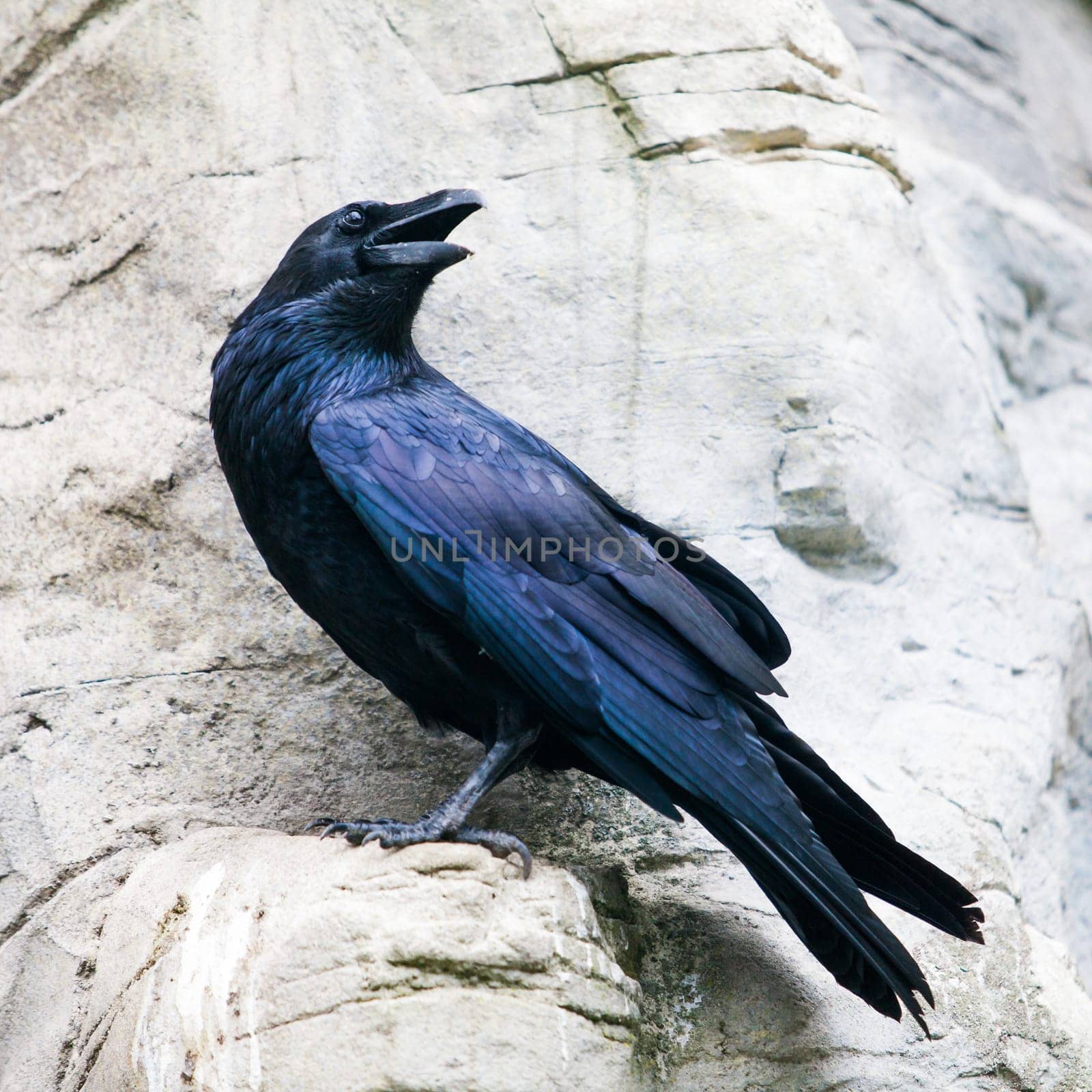 black raven