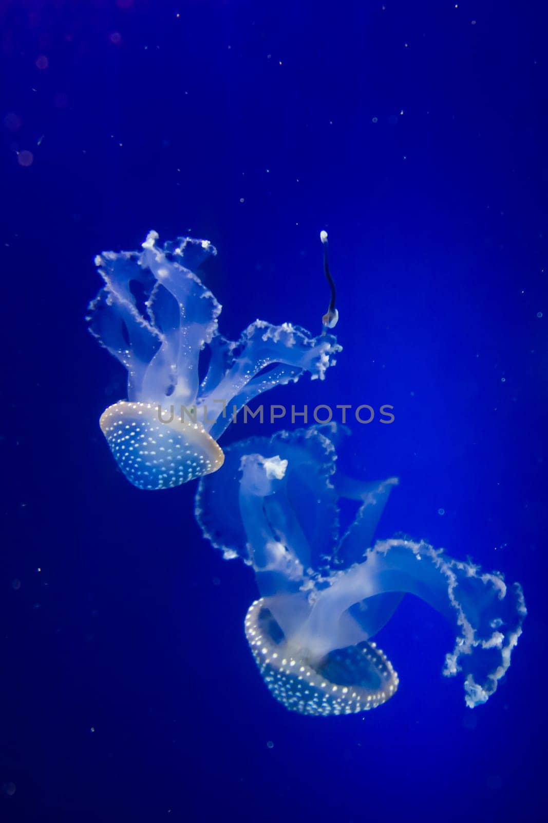 blue jellyfish