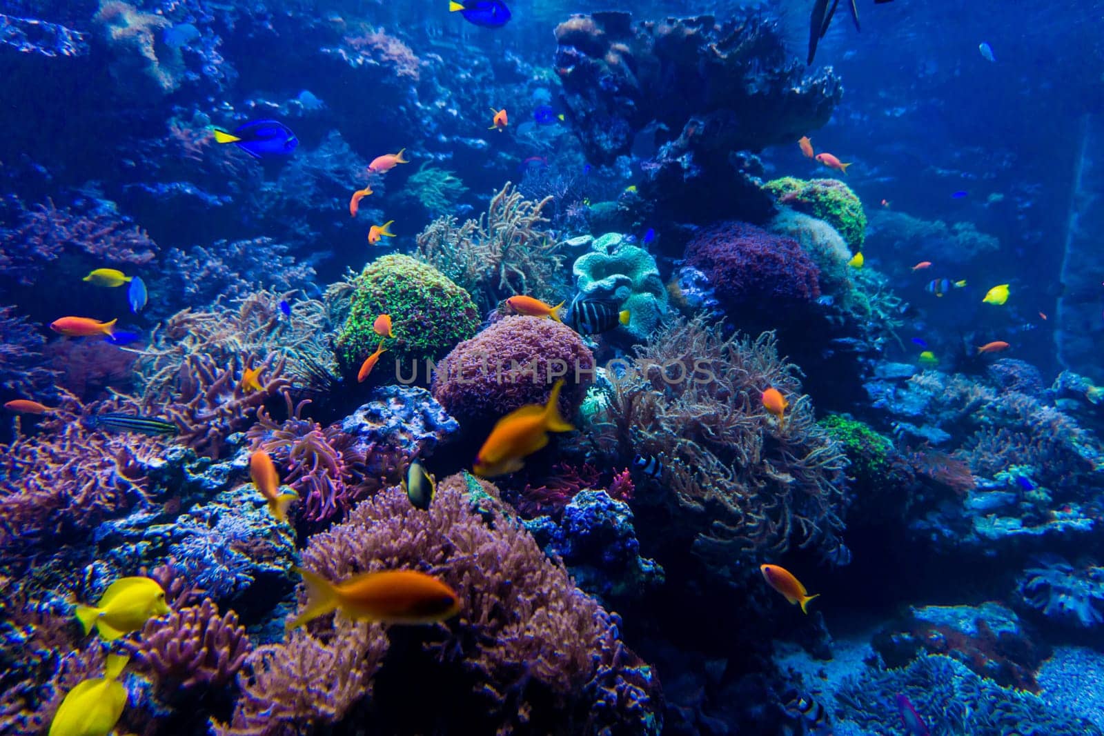 beautiful underwater world
