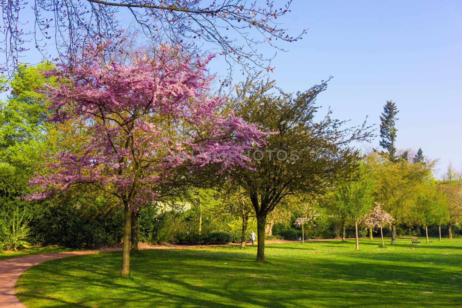 Beautiful park.  Beautiful landscape. Garden