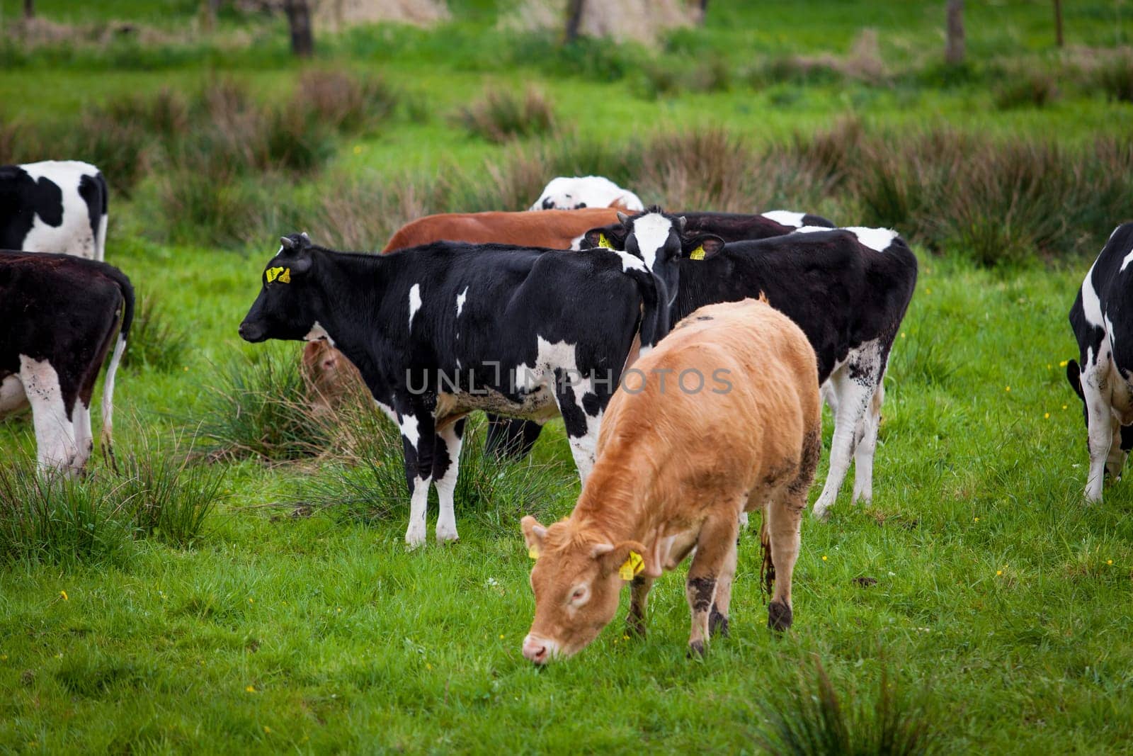 Herd of cows. Cows on a green field. Cows on the field