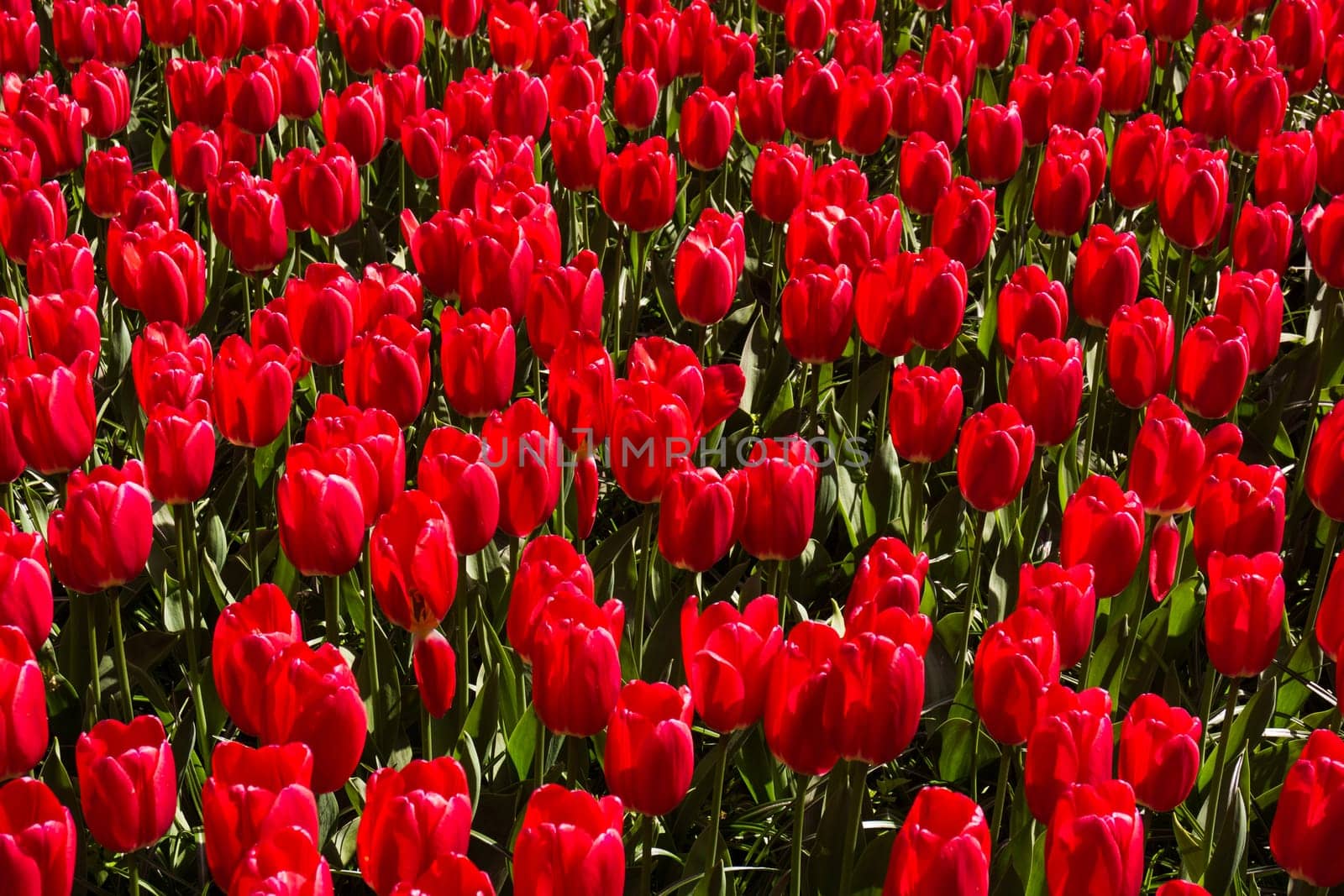 Colorful field of tulips