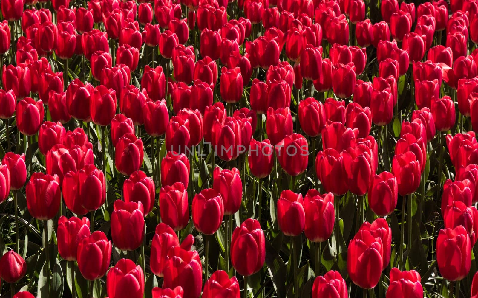 Colorful field of tulips