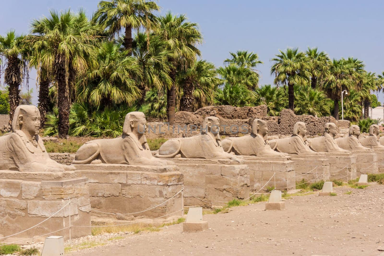 sphinxes forming part of Luxor temple in Egypt
