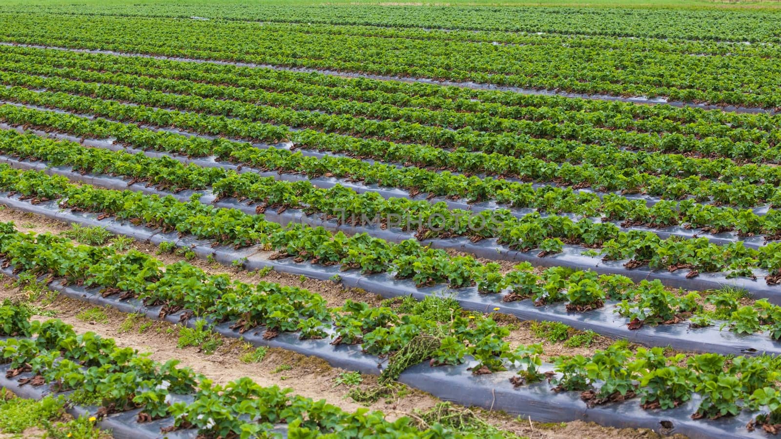 strawberry field