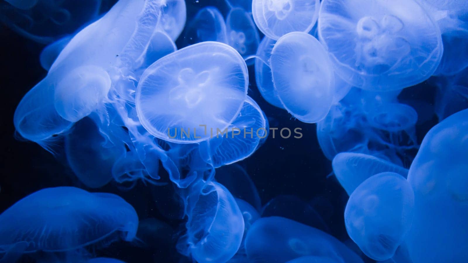 blue jellyfish