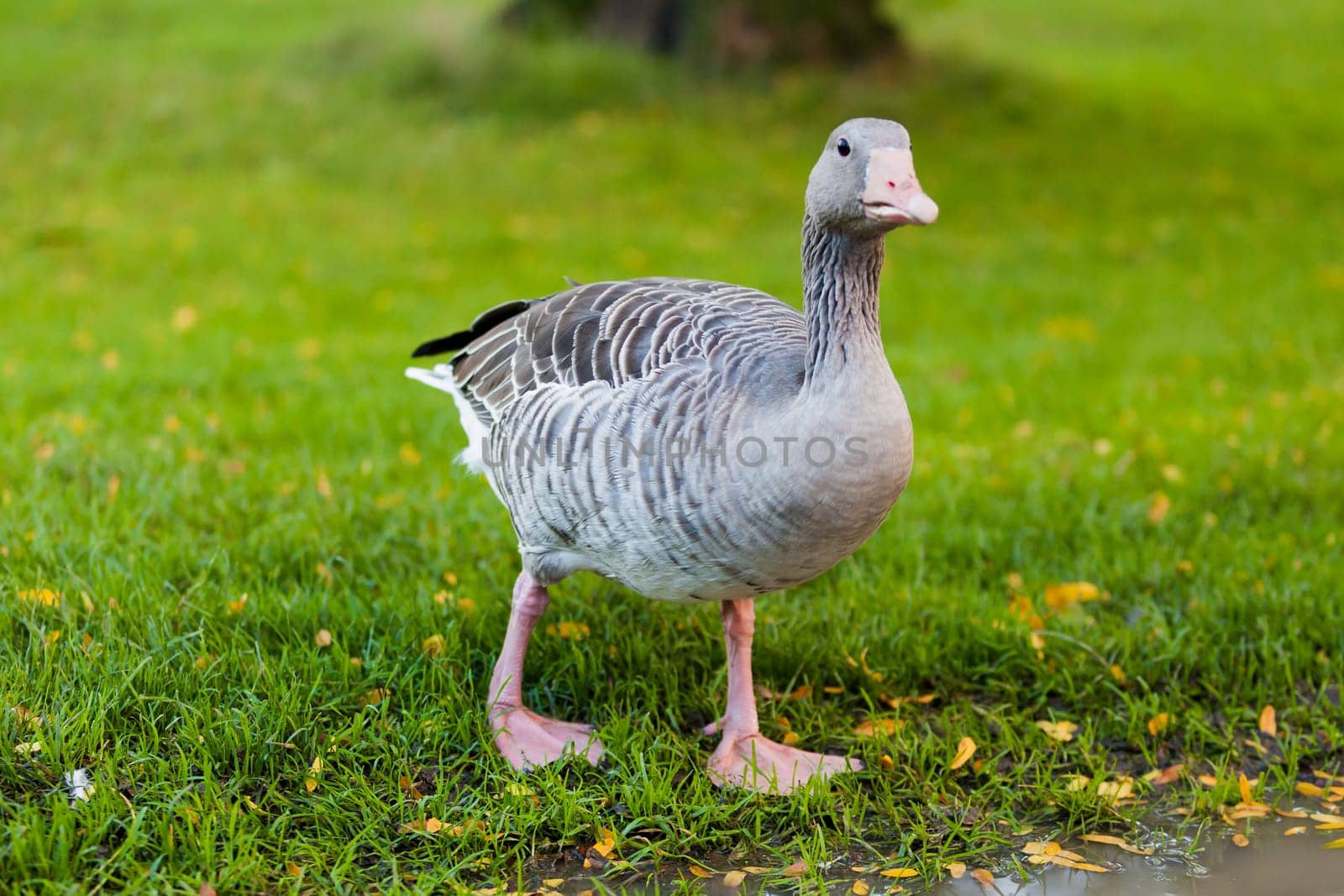 Grey goose