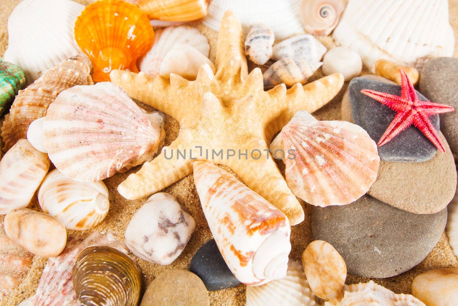 variety of sea shells