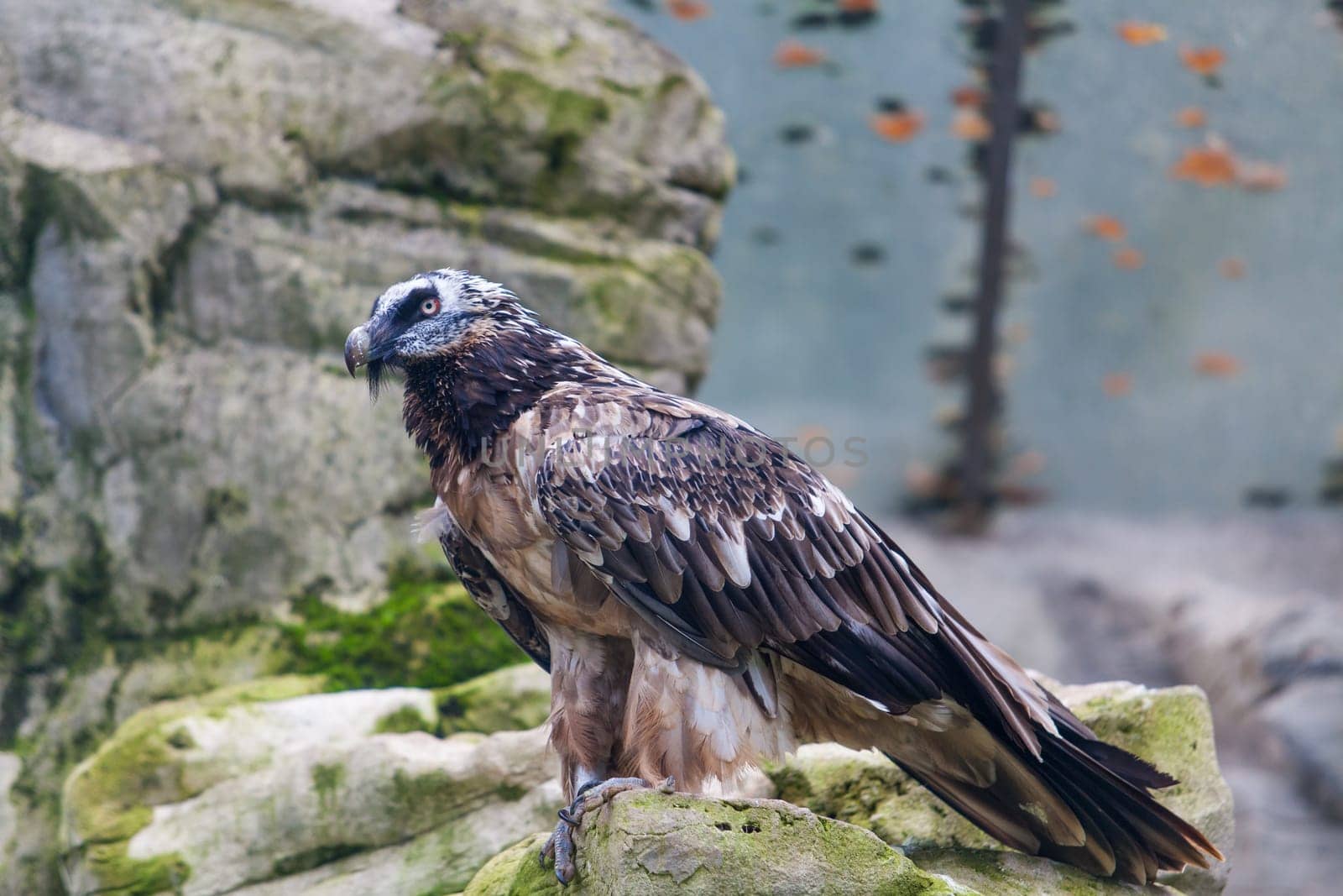 Bearded vulture (Gypaetus barbatus) .  Lammergeier or Bearded Vulture