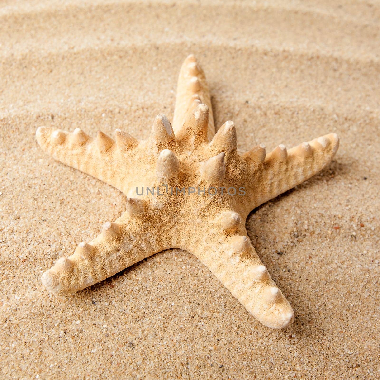 Beautiful starfish on the beach.