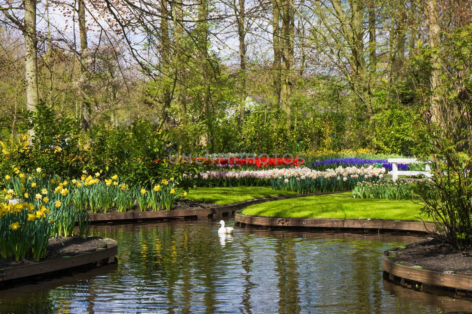spring garden.  Keukenhof garden