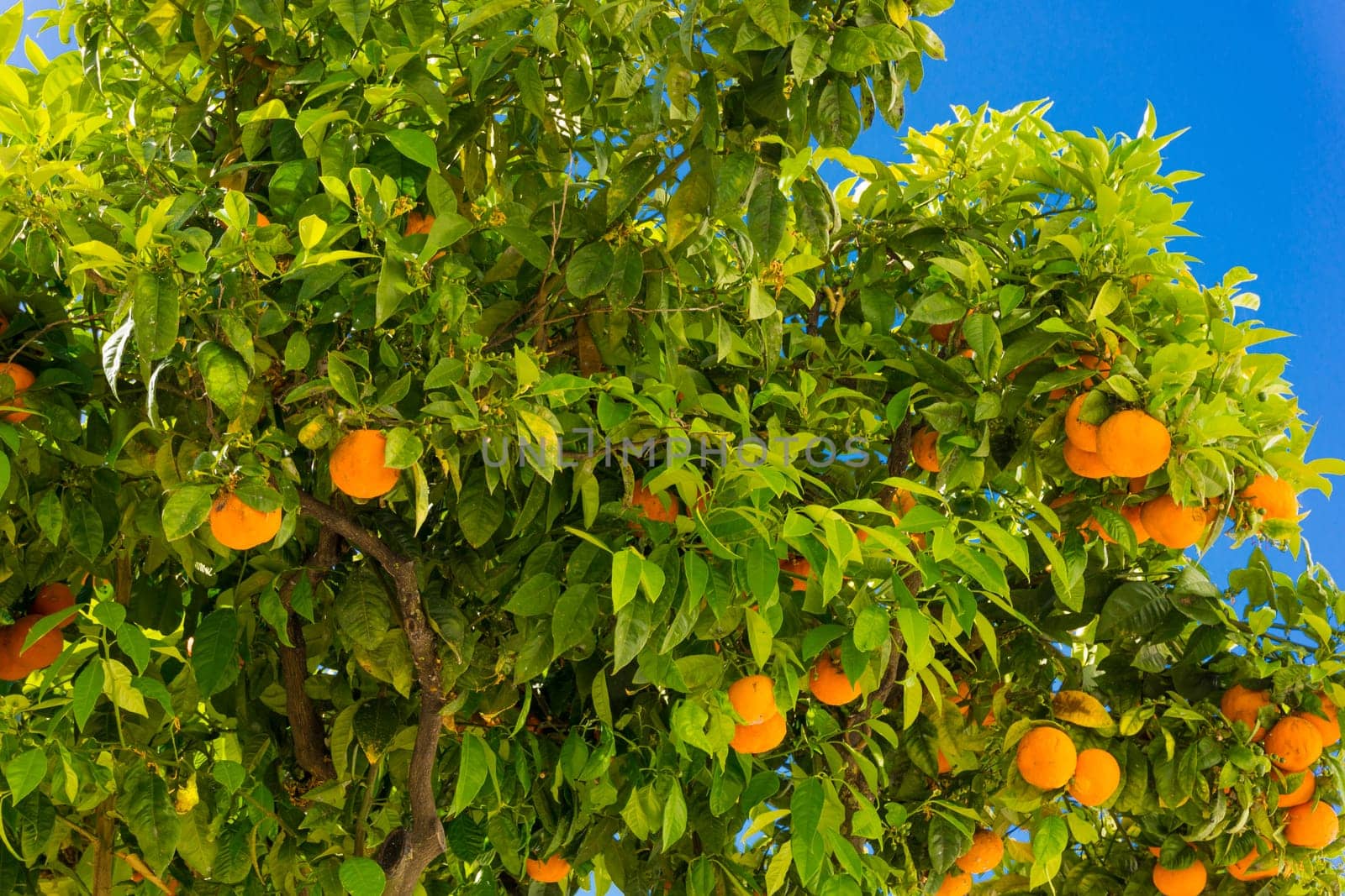 Orange tree. oranges hanging tree. Ripe tangerines on a tree branch.