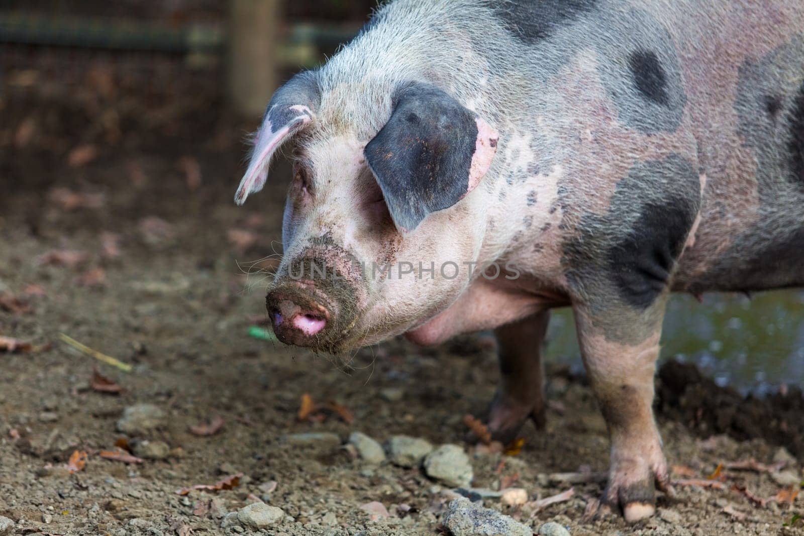 Pig on a farm