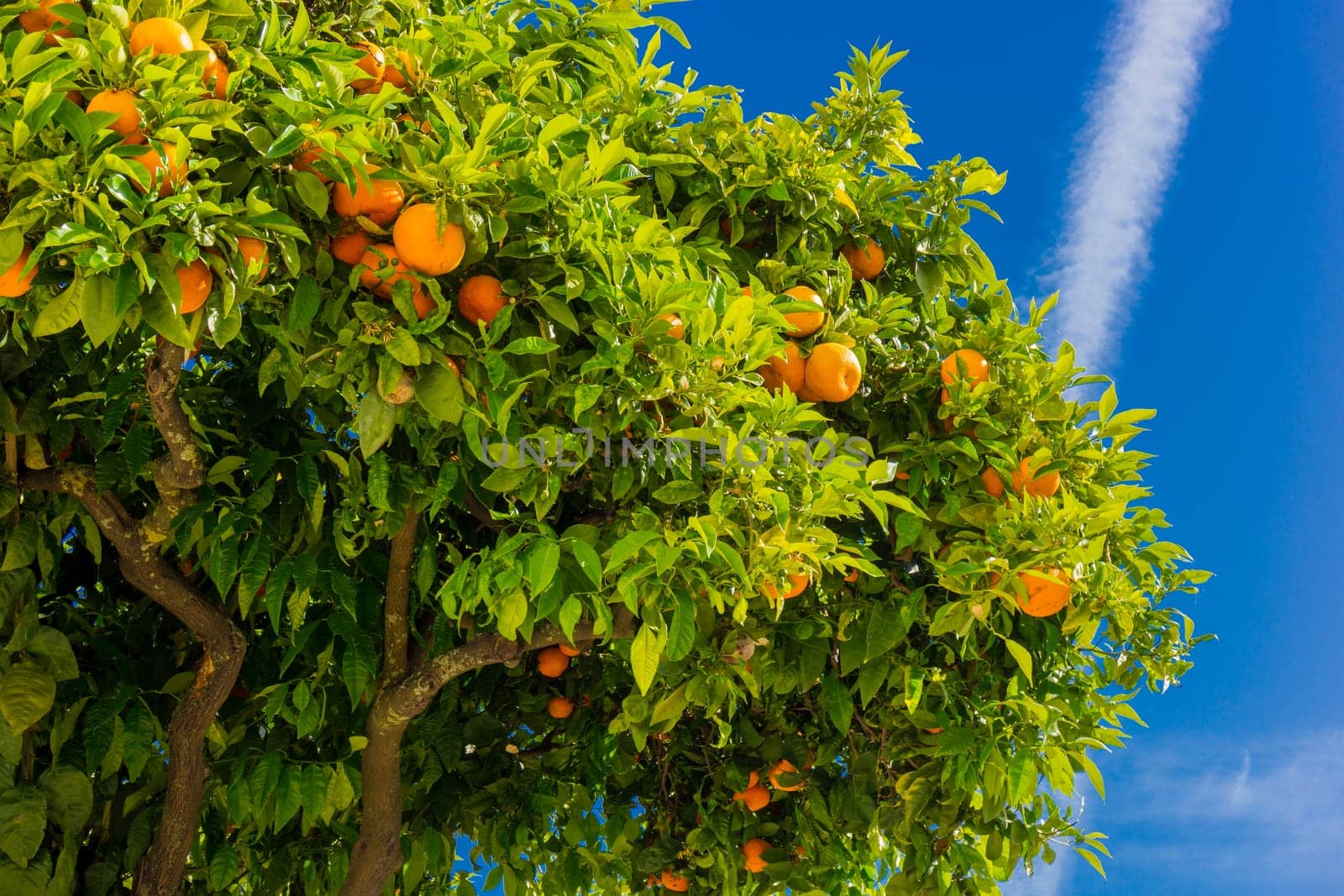 Orange tree. oranges hanging tree. Ripe tangerines on a tree branch.