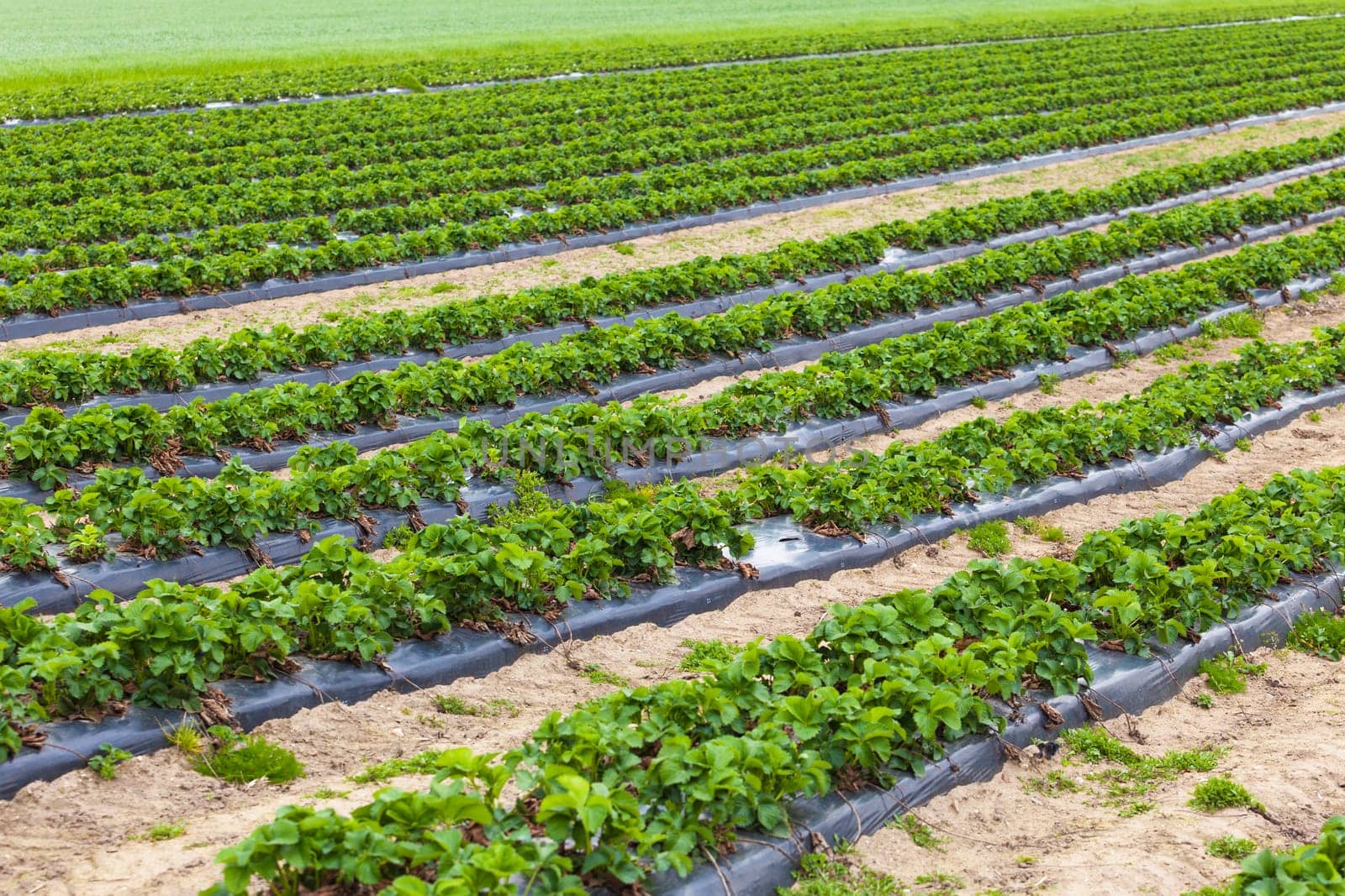 Strawberry plant