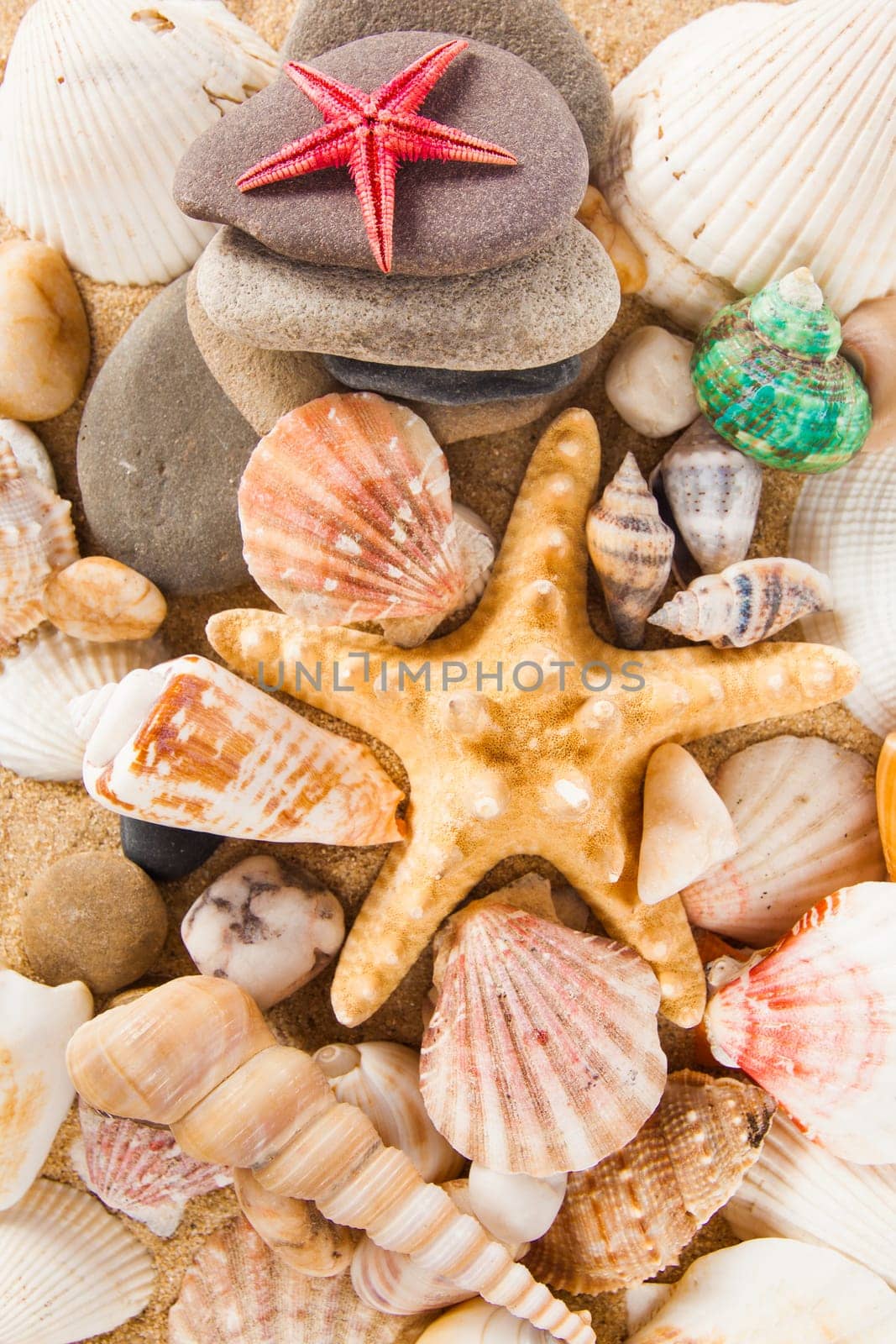 Summer background.  Sea shells with sand as background