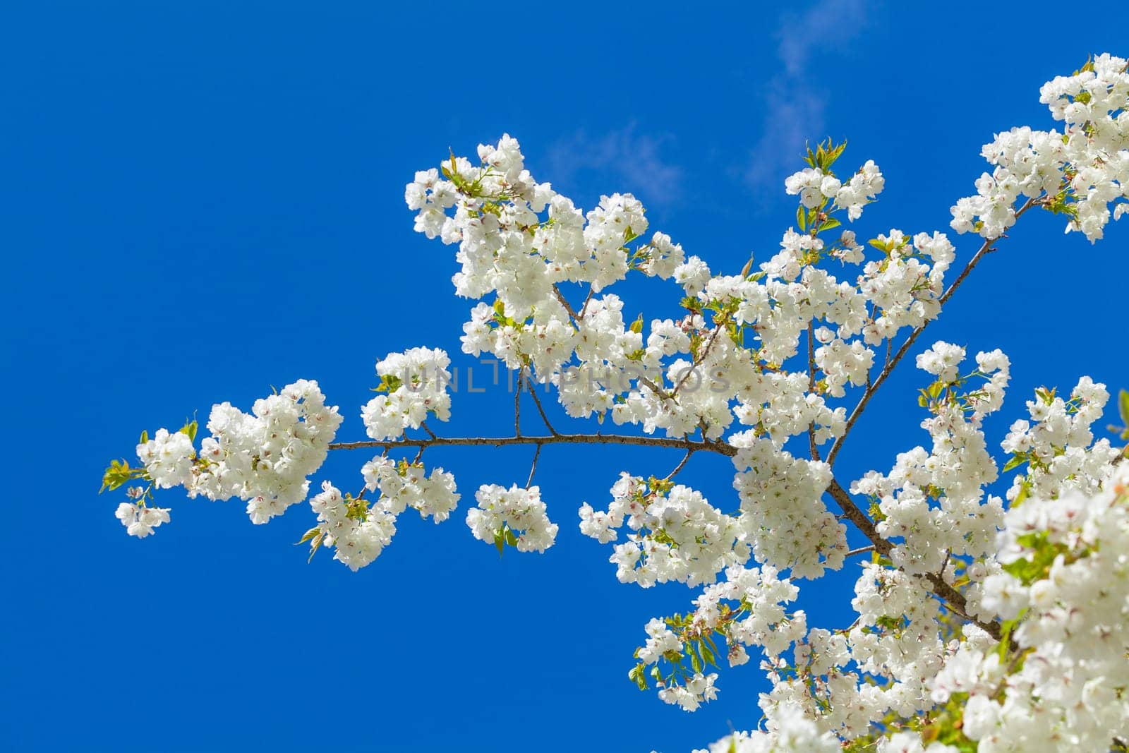 Spring Flowers. Spring Background