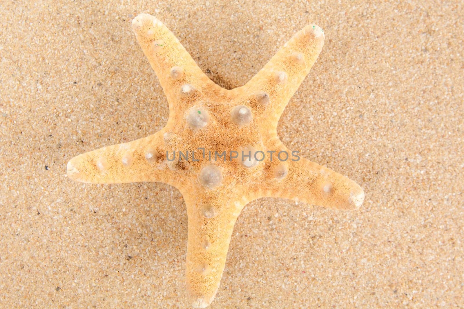 Beautiful starfish on the beach.