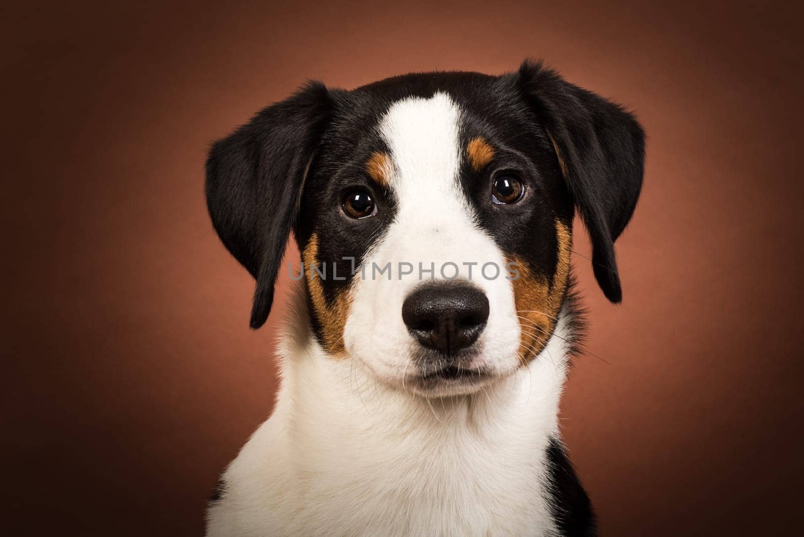 Appenzeller Sennenhund Portrait