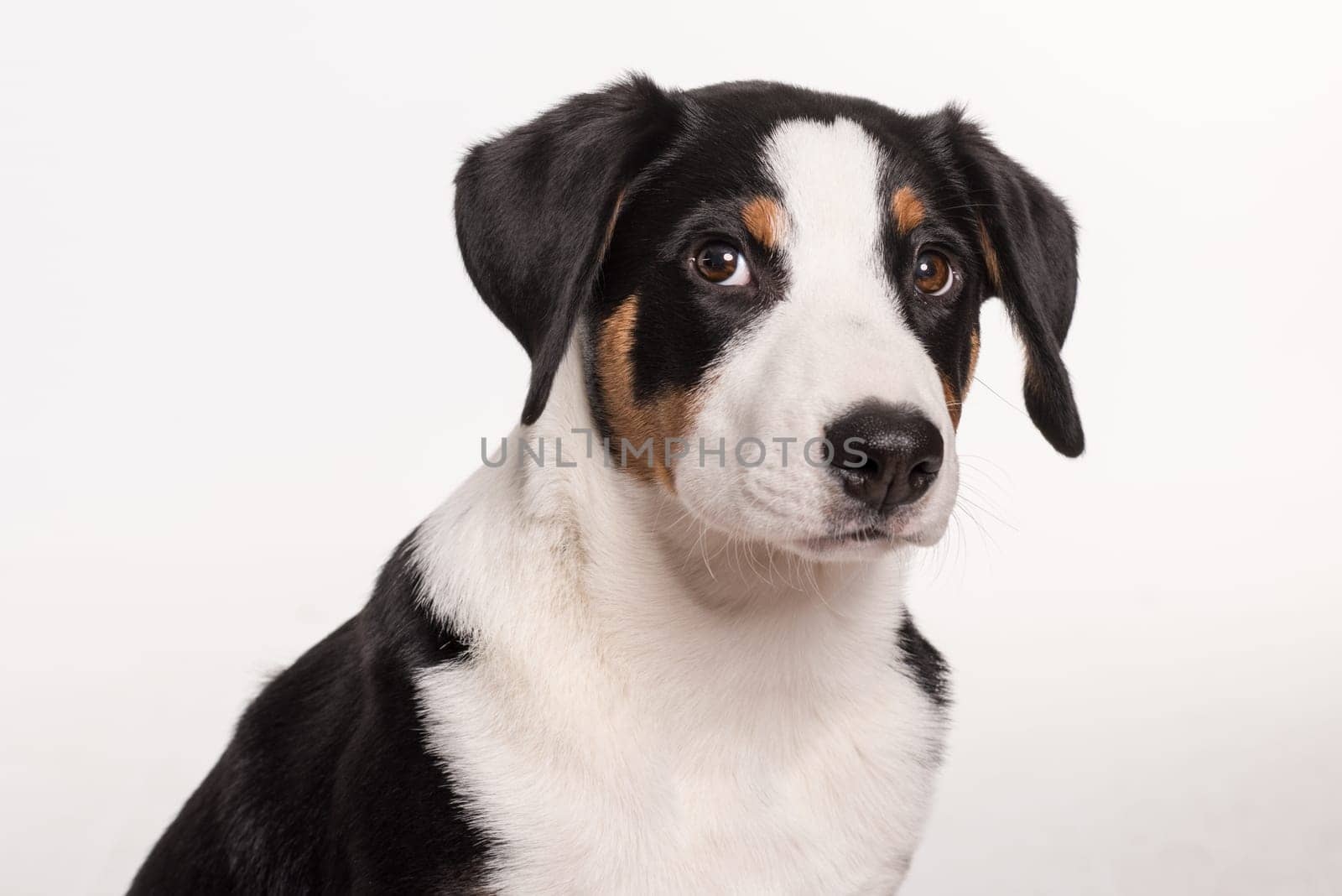 Appenzeller Sennenhund in portrait exempted
