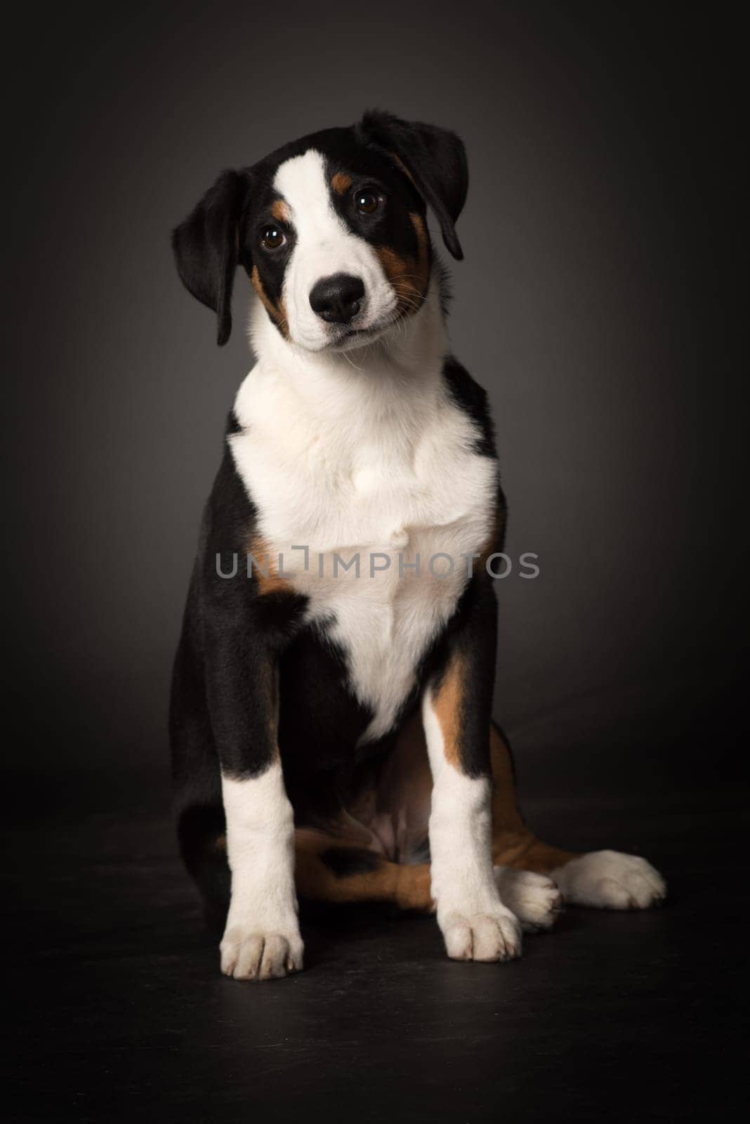 Appenzeller Sennenhund in front view