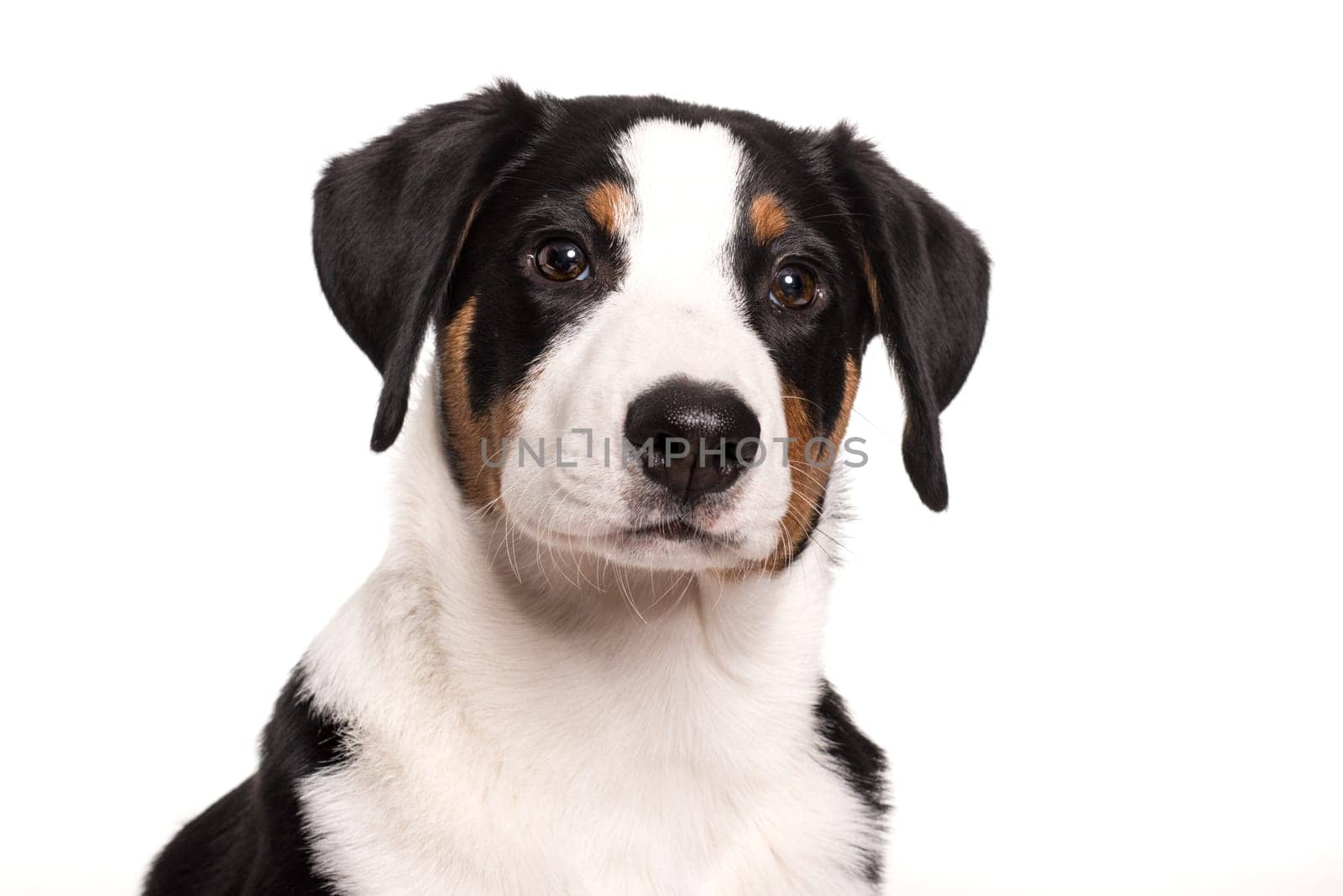 Face of an Appenzell mountain dog