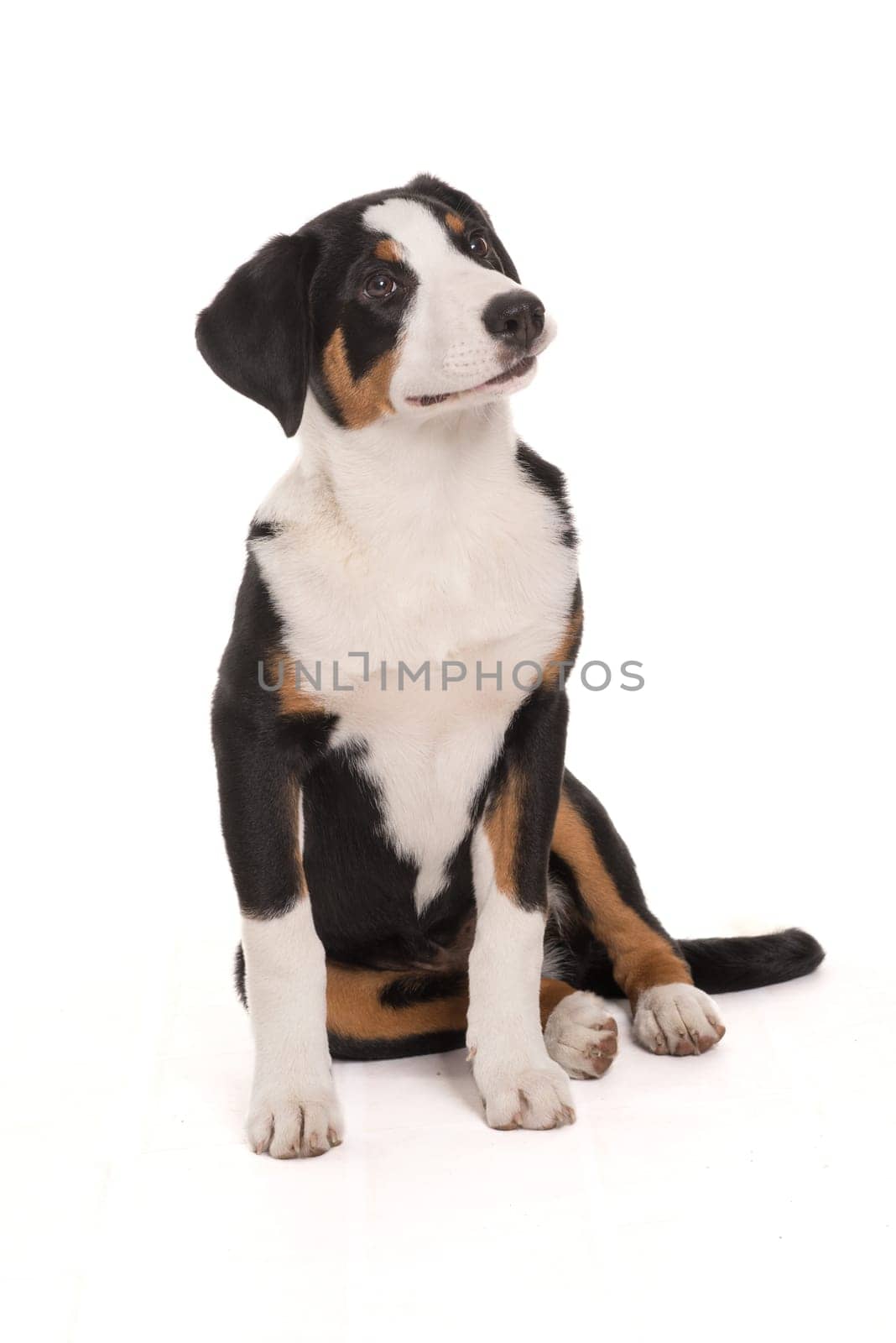 Appenzeller Sennenhund makes seat