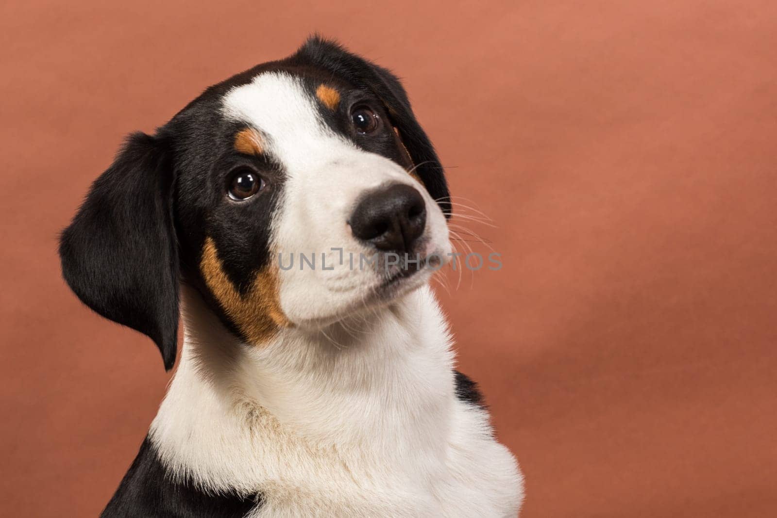 Attentive Appenzell Mountain Dog