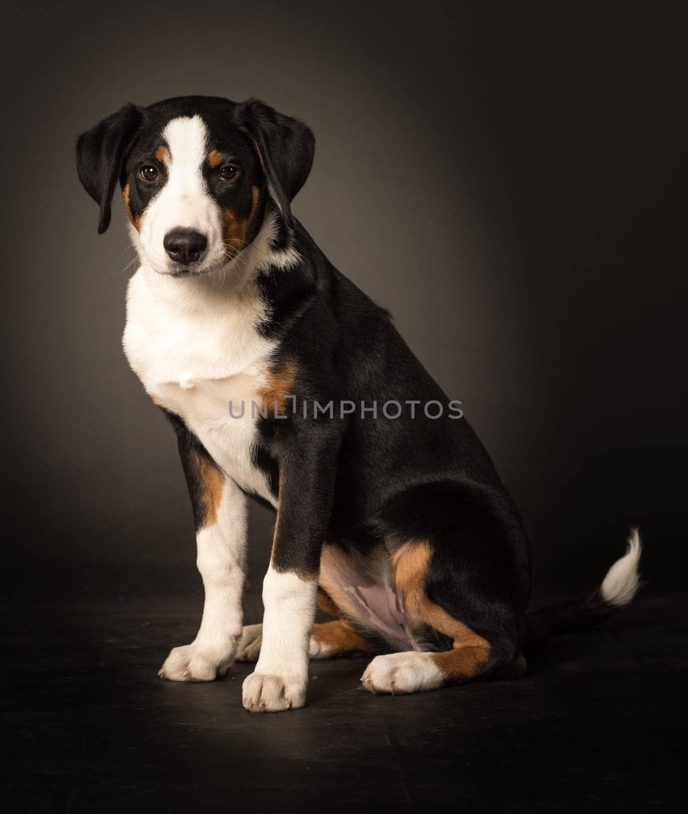 Young dog in side profile makes sitting