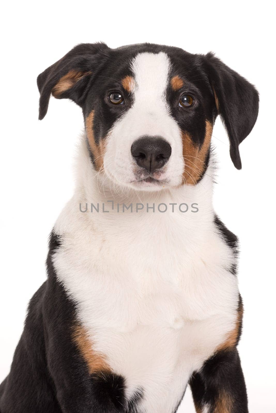 Appenzell Mountain Dog