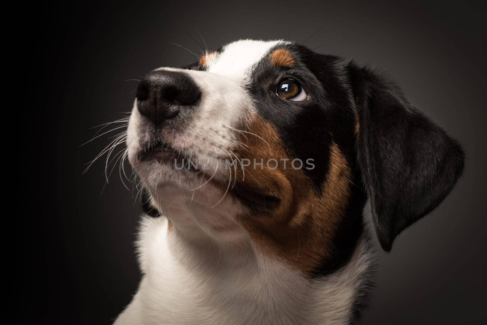 Appenzeller Sennenhund in portrait on black