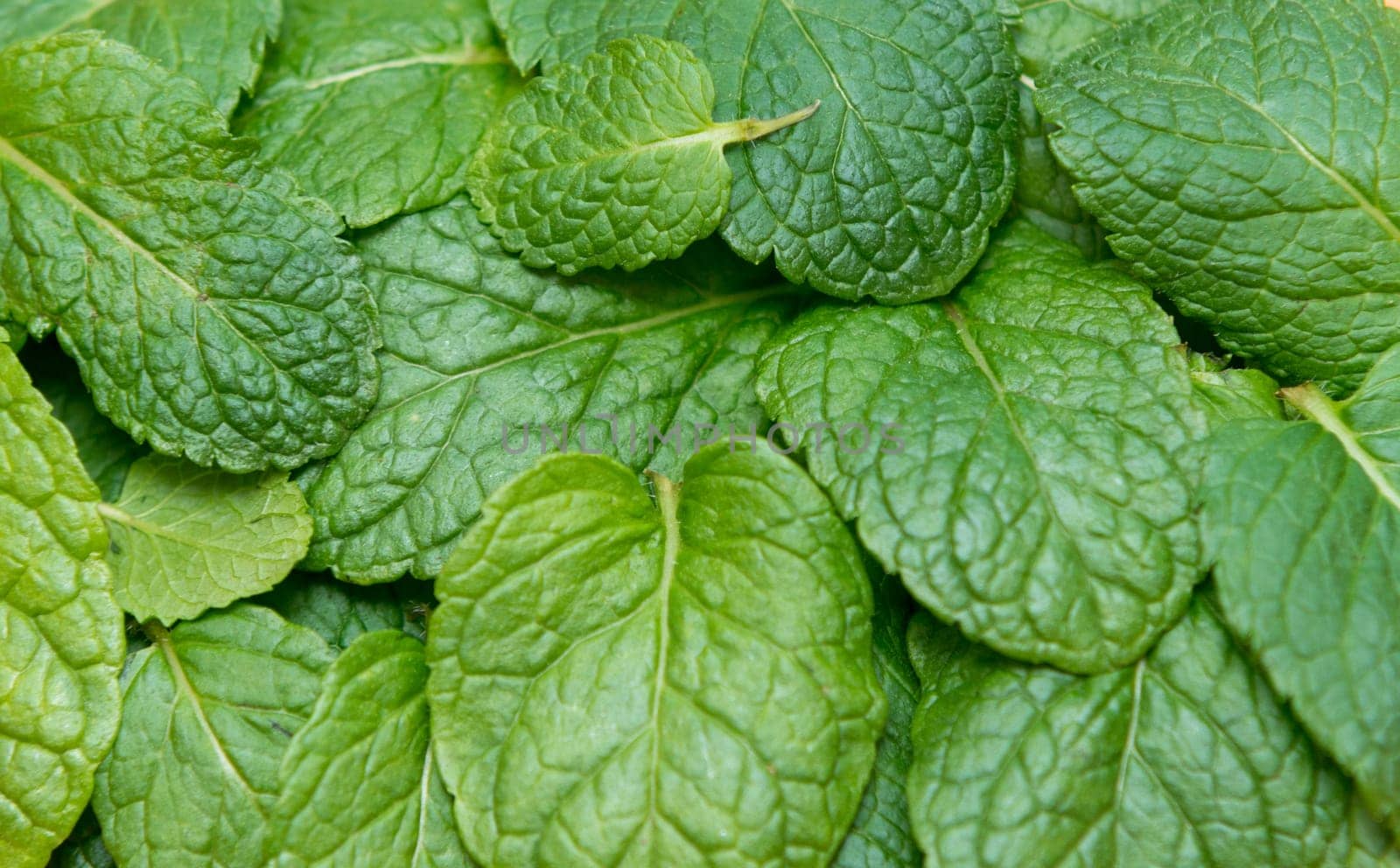 close up on fresh mint background or texture