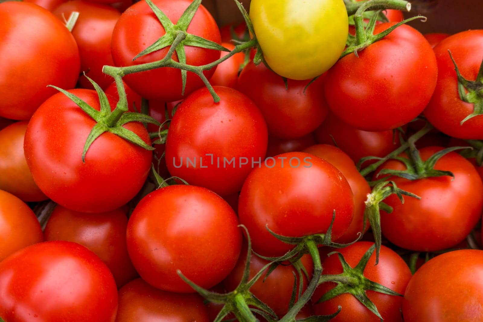 red tomatoes background. Group of tomatoes