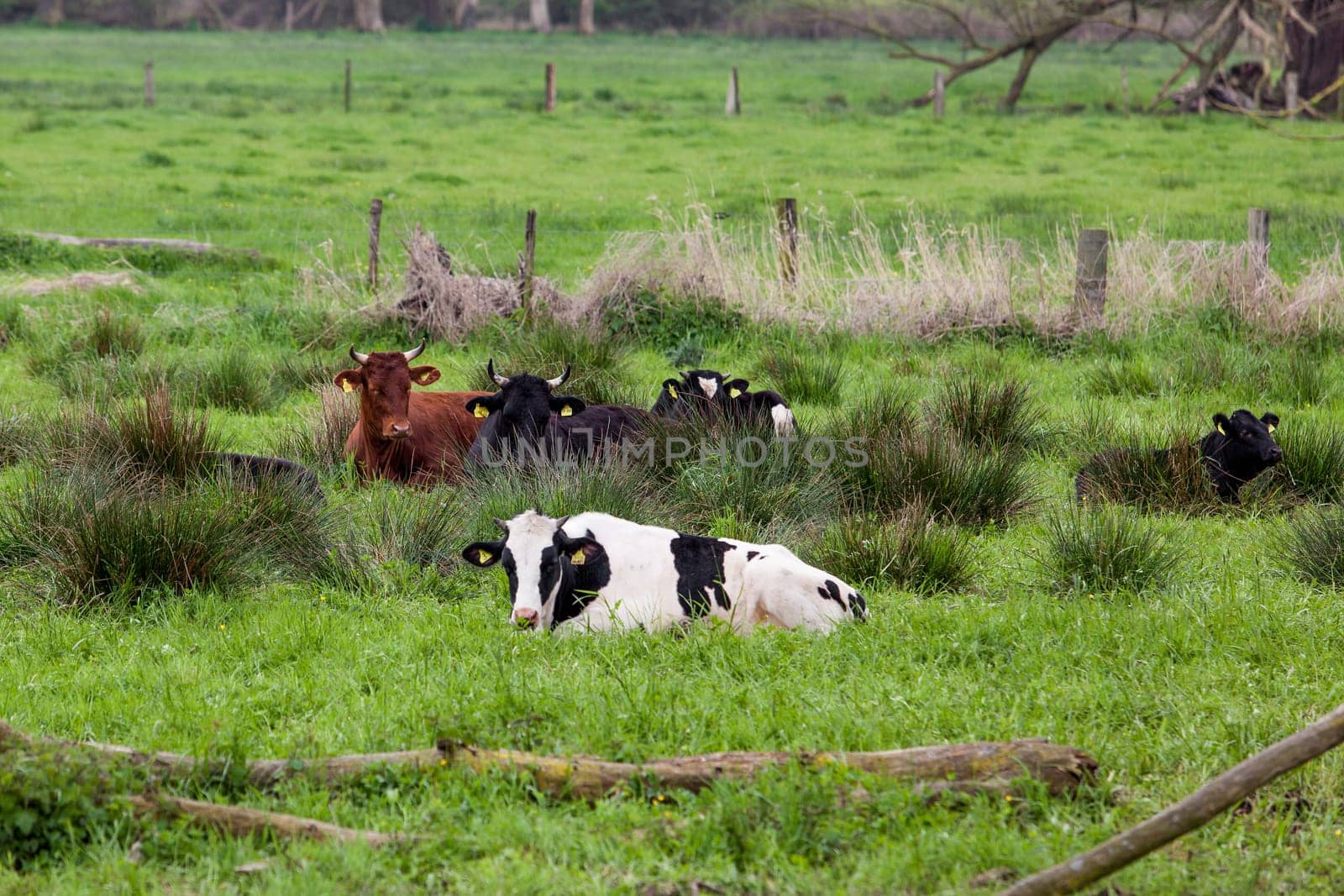 Cows on a green field.
