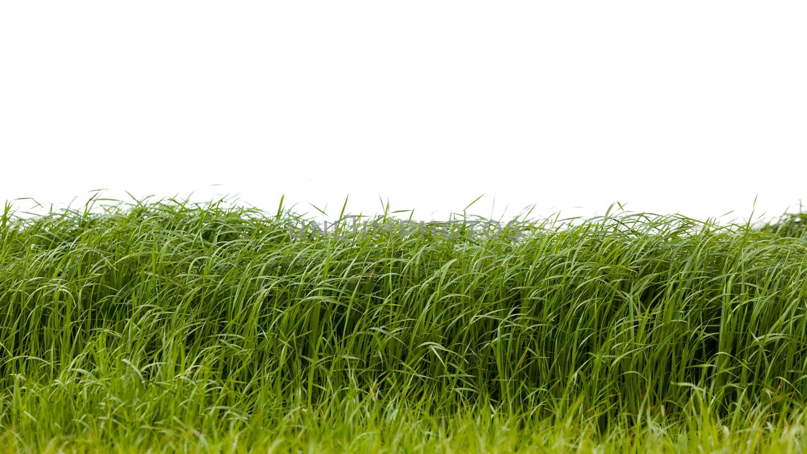 Grass isolated on white background.