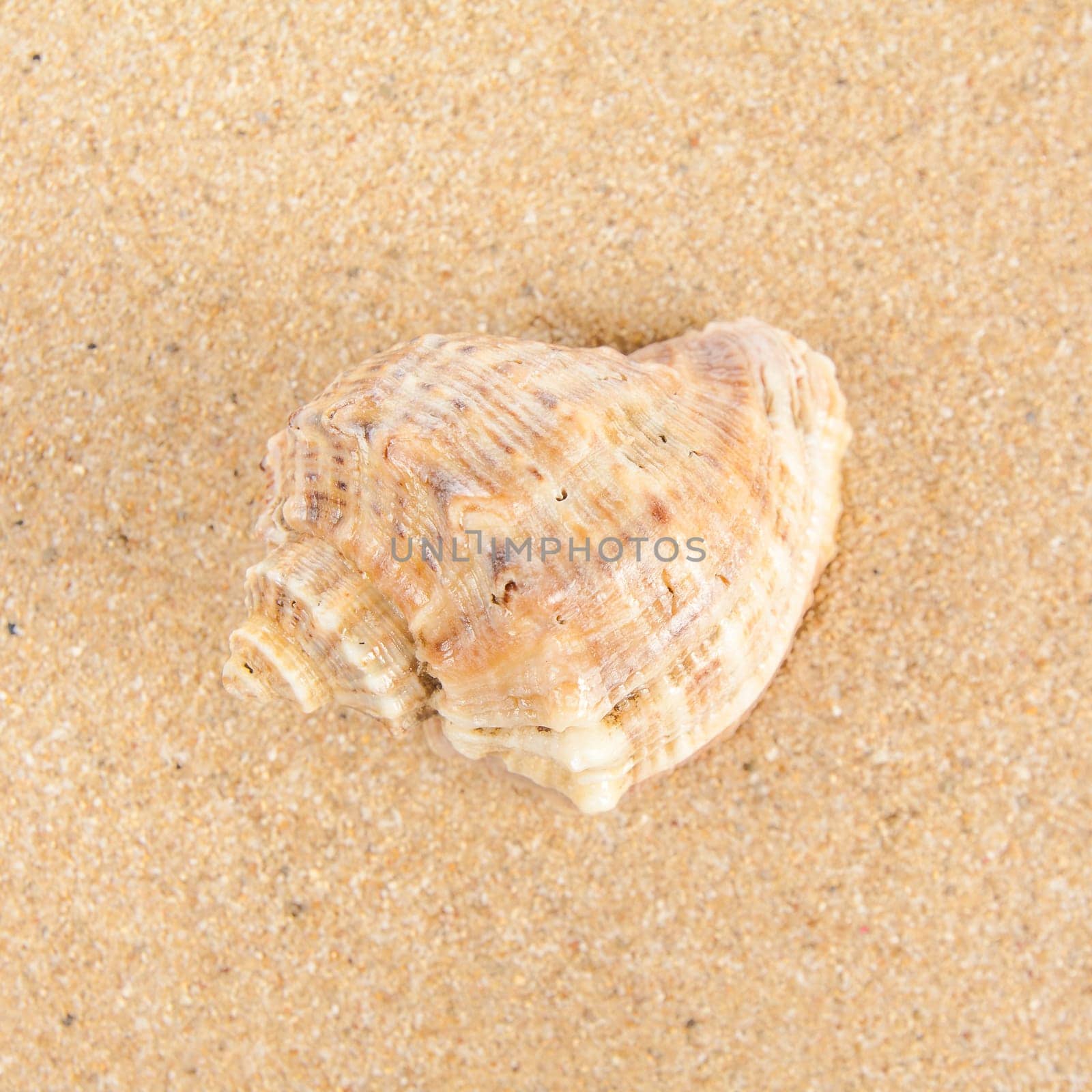Shell on the beach