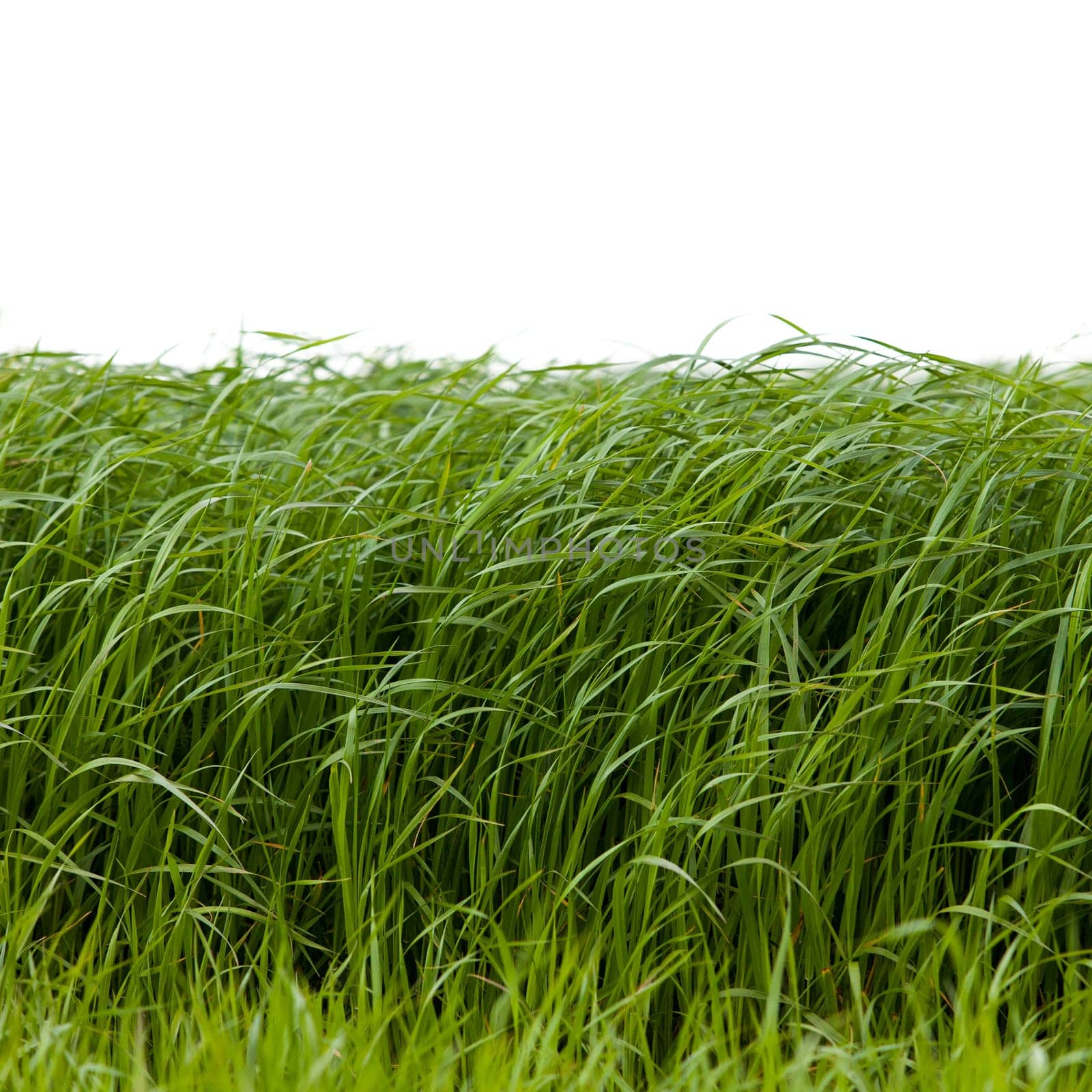 Grass isolated on white background.