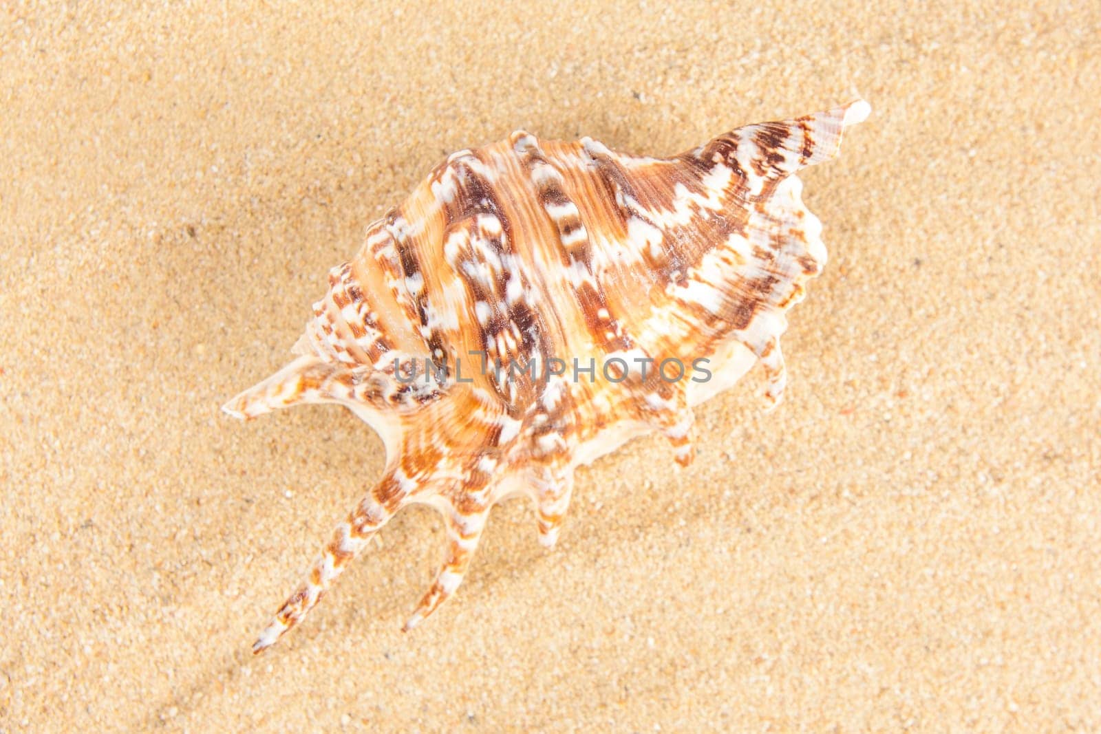 Shell on the beach