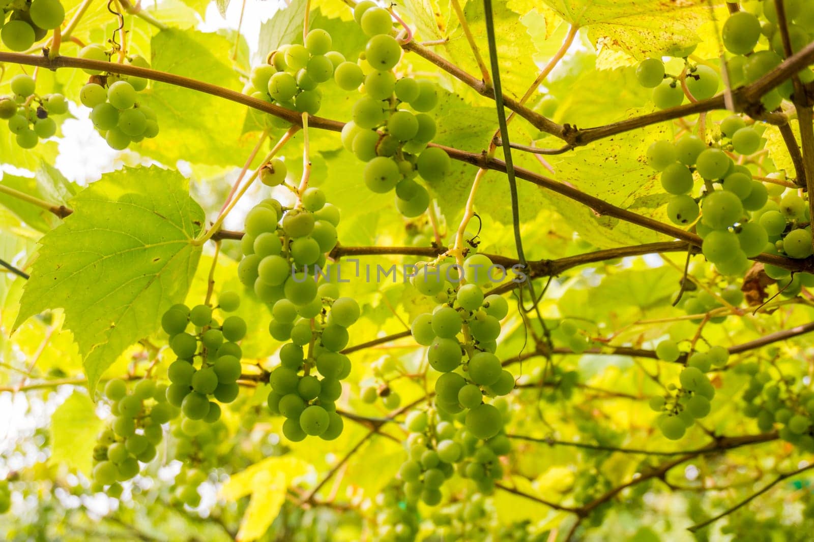 Ripe Bunche of White Wine Grapes.  Grape. Grape harvest. Grape pattern. Grape background. Green grape. White grapes